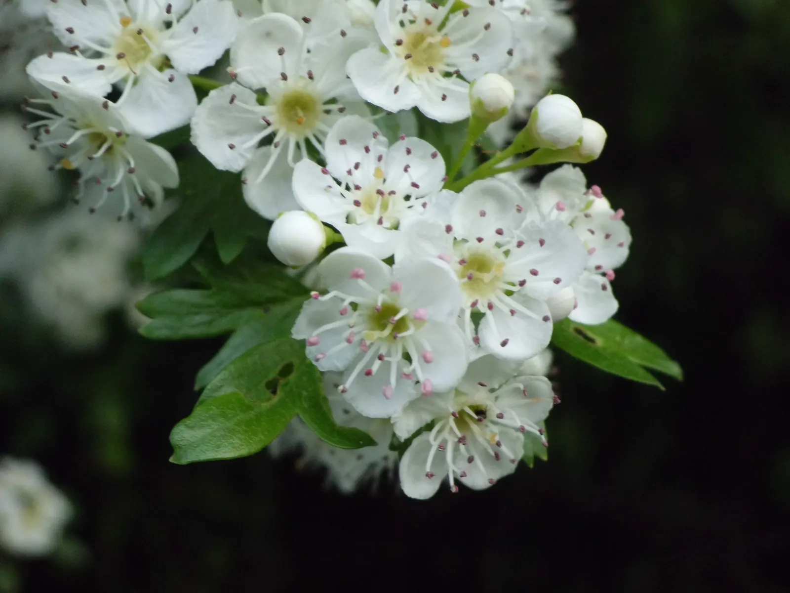 English Or Singleseed Hawthorn (Crataegus Monogyna) — requiring minimal watering once established; or 'haws,' about 0.3 to 0.4 inches across