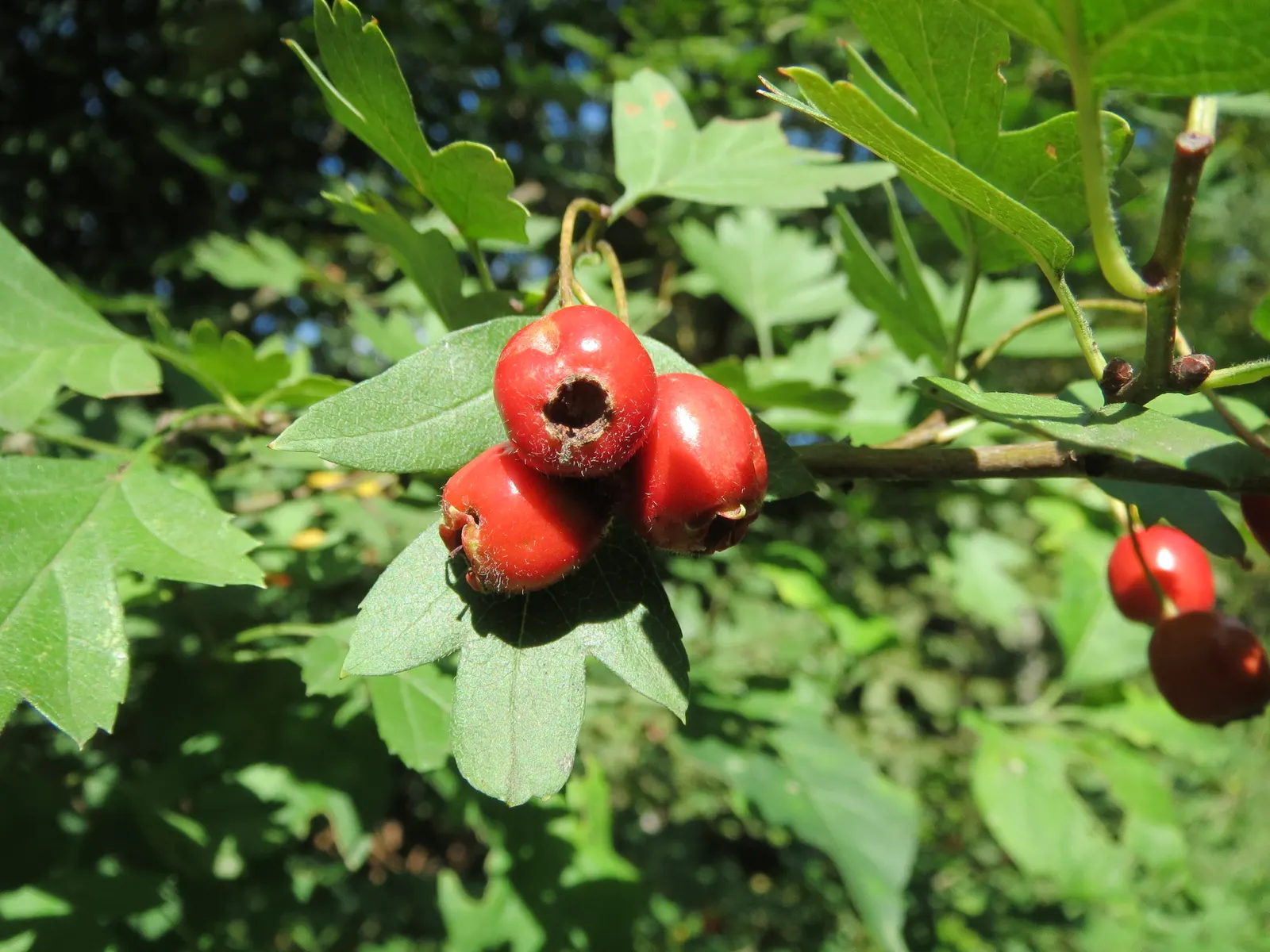 English Or Singleseed Hawthorn (Crataegus Monogyna) — hardwood of the English Hawthorn ensures resilience and longevity, image 50