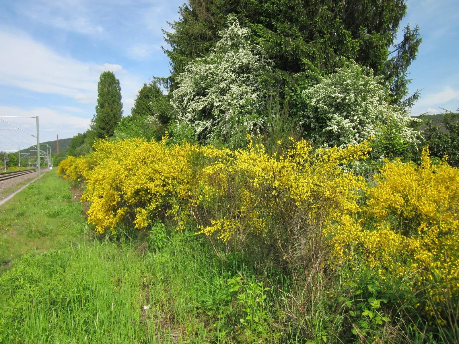 English Or Singleseed Hawthorn (Crataegus Monogyna) — requiring minimal watering once established