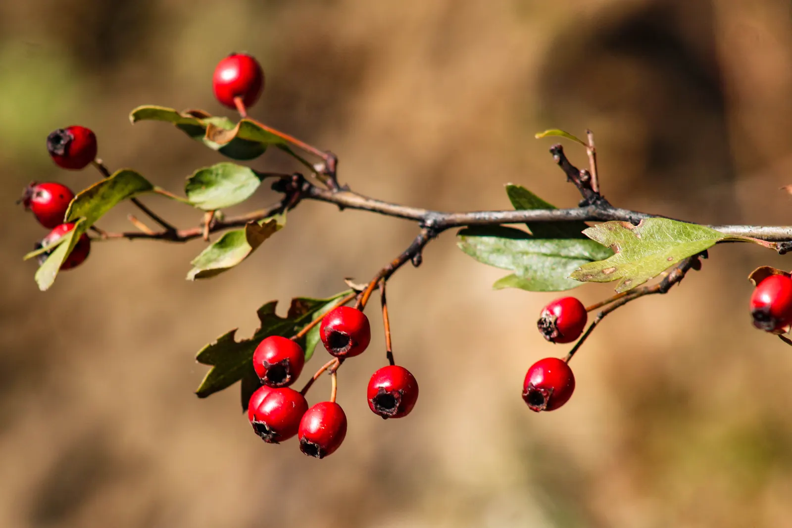 English Or Singleseed Hawthorn (Crataegus Monogyna) — the plant bears deep red berries; it prefers full sun to partial shade, image 69