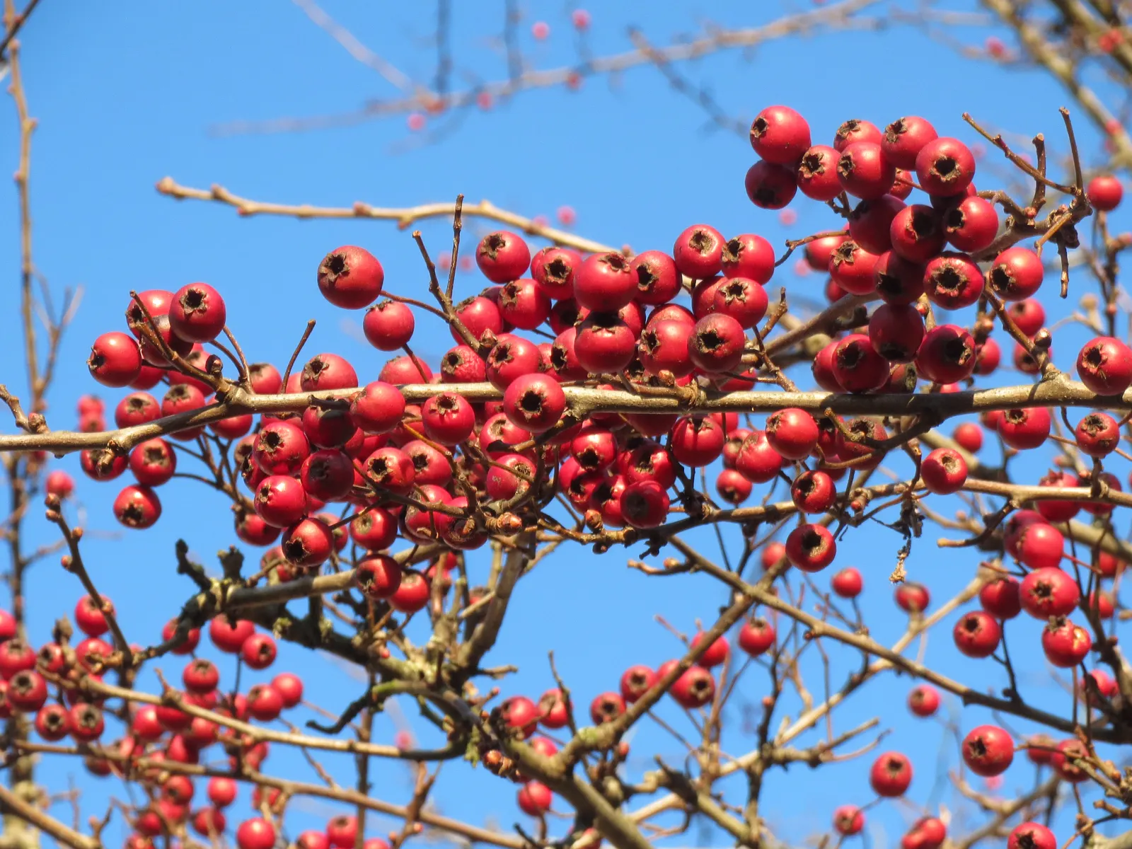 English Or Singleseed Hawthorn (Crataegus Monogyna) — making it both an aesthetic and ecological asset to any landscape