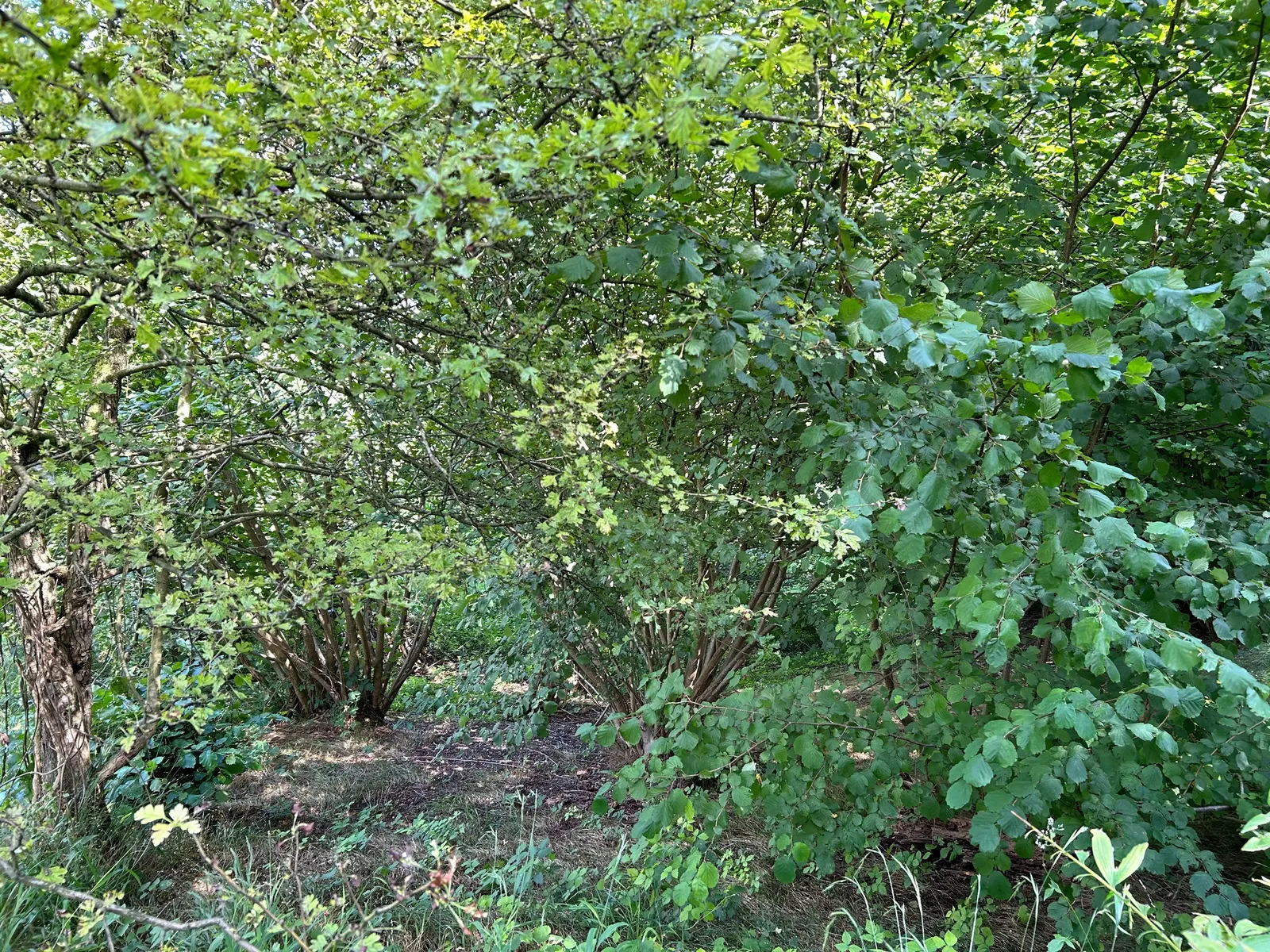 English Or Singleseed Hawthorn (Crataegus Monogyna) — it features clusters of fragrant white flowers in late spring; after the leaves have, image 84
