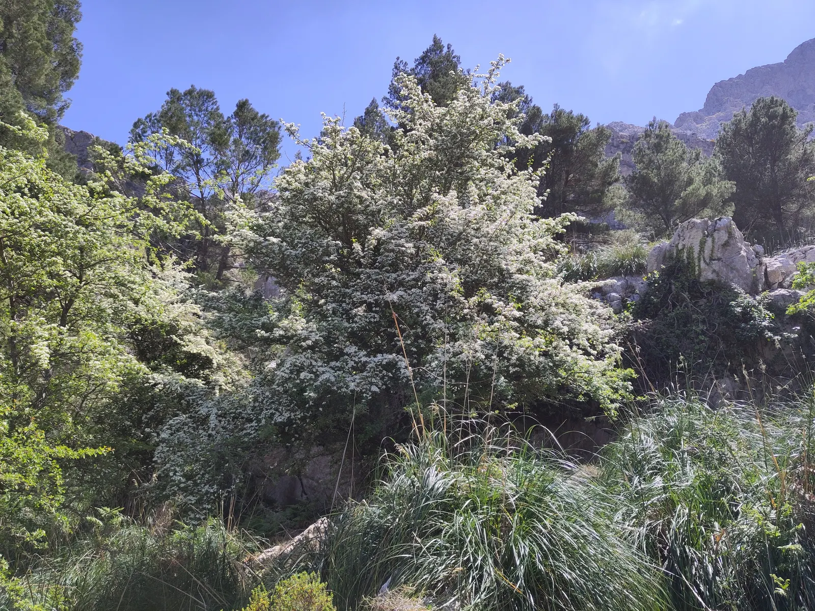English Or Singleseed Hawthorn (Crataegus Monogyna) — followed by red berries and deeply lobed; white flowers in the garden, image 85