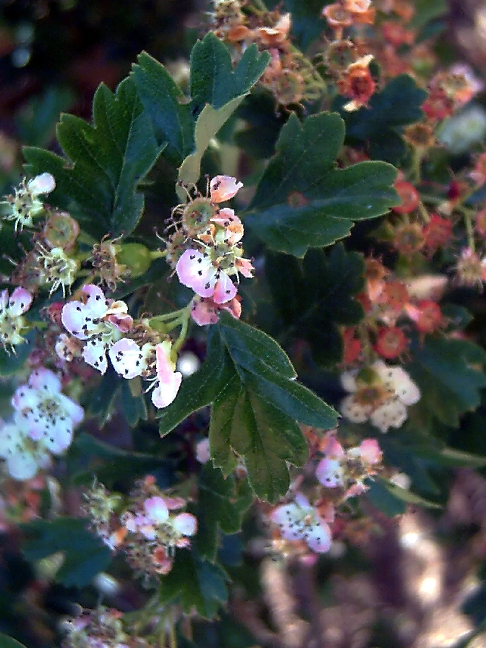 English Or Singleseed Hawthorn (Crataegus Monogyna) — from well-drained to clay-based; requiring minimal watering once established, image 73