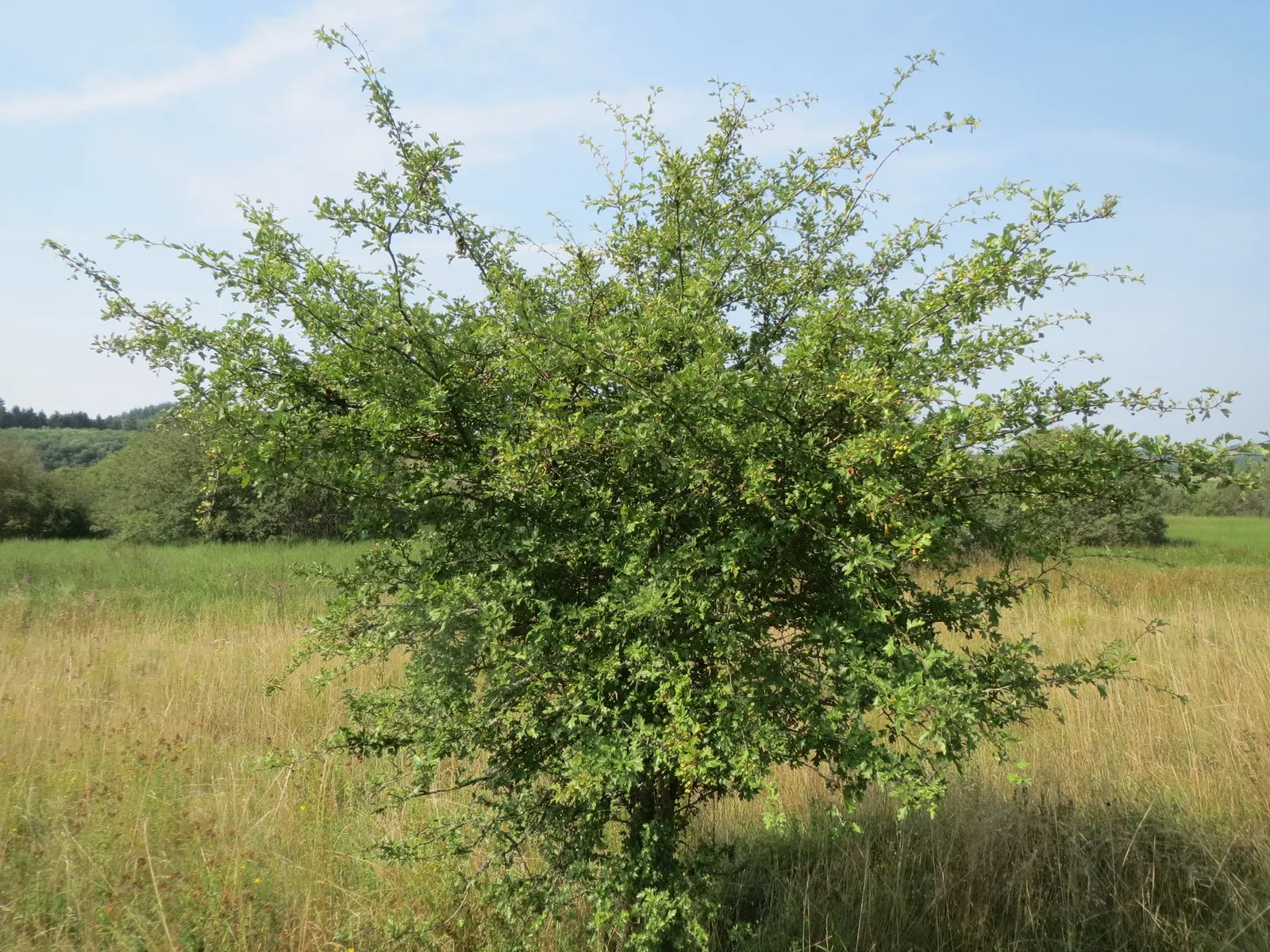 English Or Singleseed Hawthorn (Crataegus Monogyna) — the English Hawthorn is hardy in USDA zones 4 through 7; single-seeded hawthorn species, image 74
