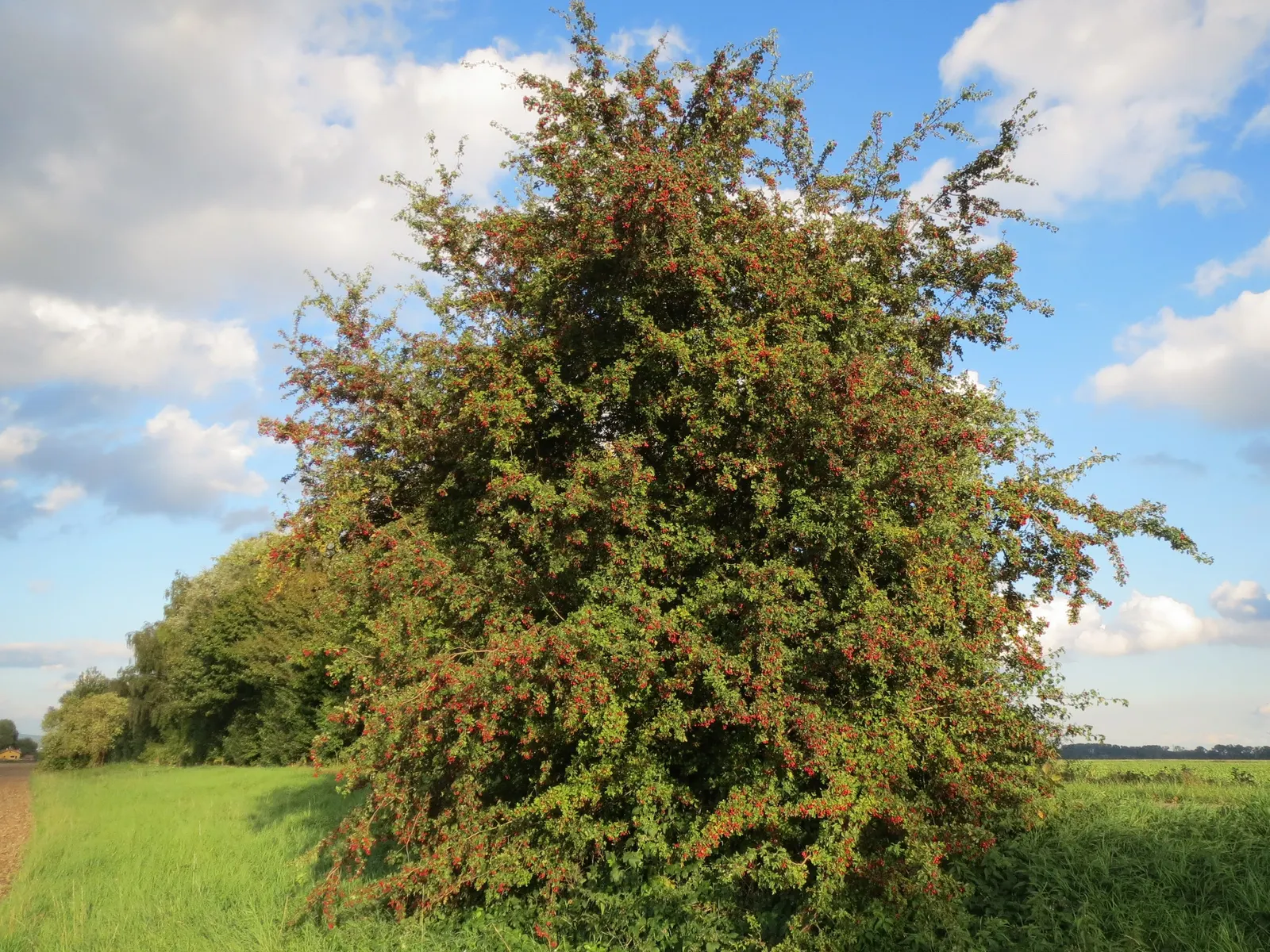 English Or Singleseed Hawthorn (Crataegus Monogyna) — single-seeded hawthorn species growing up to 15-20 feet tall with a similar spread