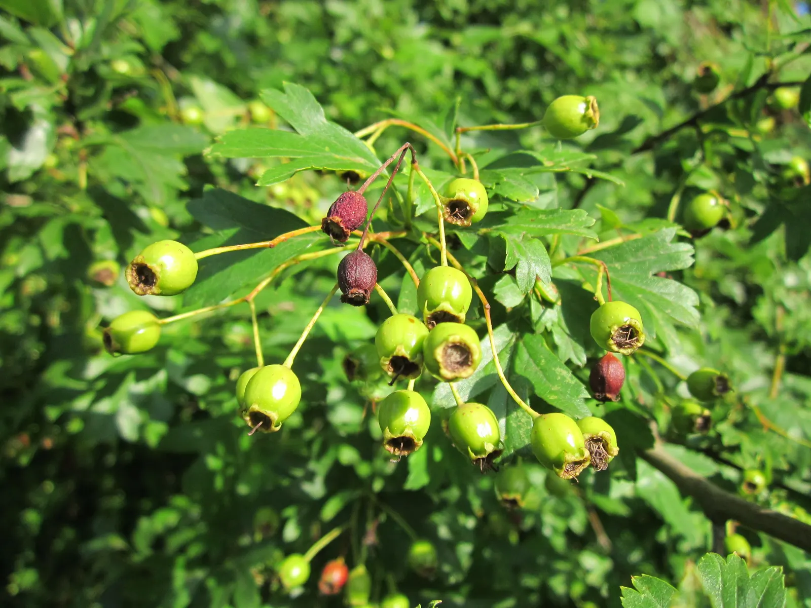 English Or Singleseed Hawthorn (Crataegus Monogyna) — or 'haws,' about 0.3 to 0.4 inches across; the English Hawthorn (Crataegus monogyna) is a deciduous