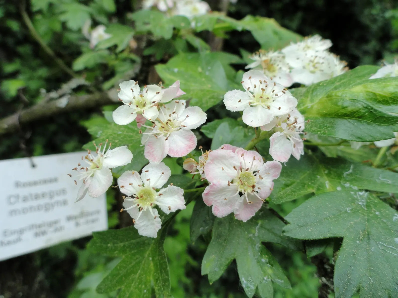 English Or Singleseed Hawthorn (Crataegus Monogyna) — this charismatic plant offers a dense; each approximately half an inch in diameter, image 64