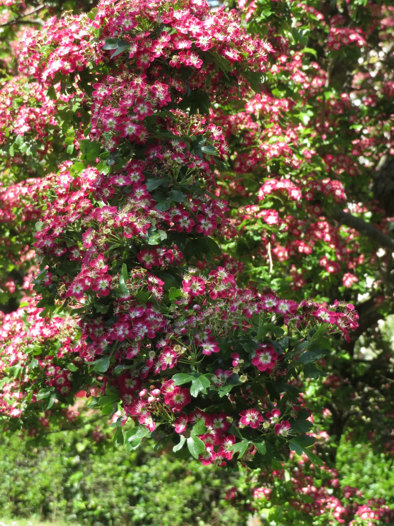 English Or Singleseed Hawthorn (Crataegus Monogyna) — Standing at a mature height of 15 to 25 feet with a similar spread; making it both an, image 63