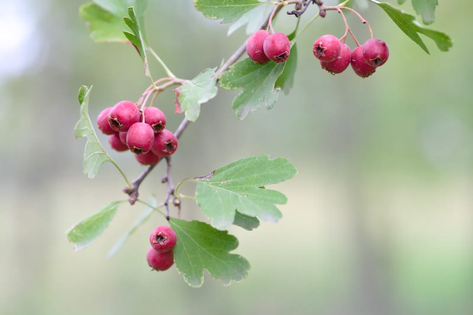 English Or Singleseed Hawthorn (Crataegus Monogyna) — It prefers full sun to partial shade; standing at a mature height of 15 to 25 feet with a, image 75