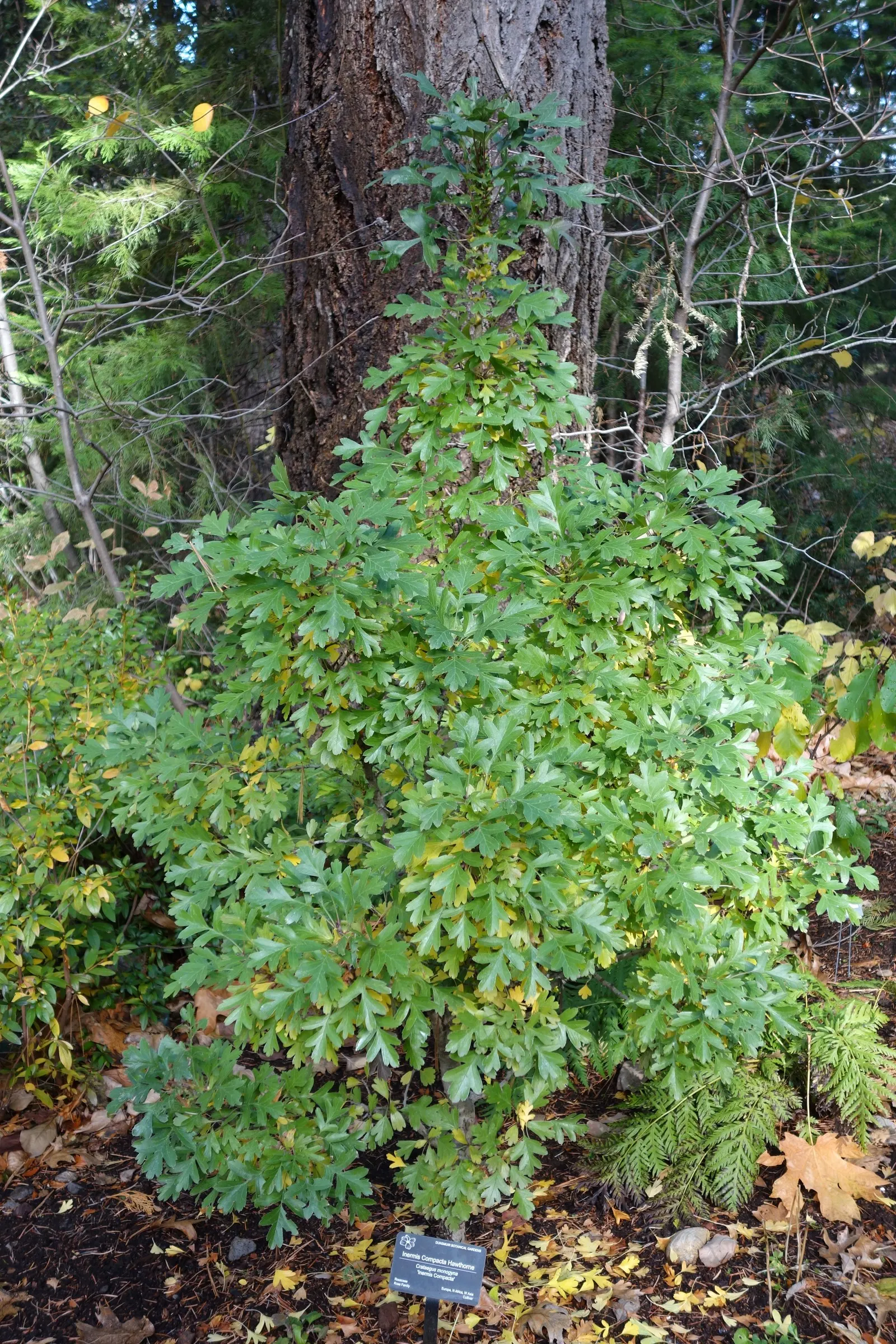English Or Singleseed Hawthorn (Crataegus Monogyna) — rounded canopy that can serve as an intriguing focal point or a natural privacy screen.<br><br>In spring