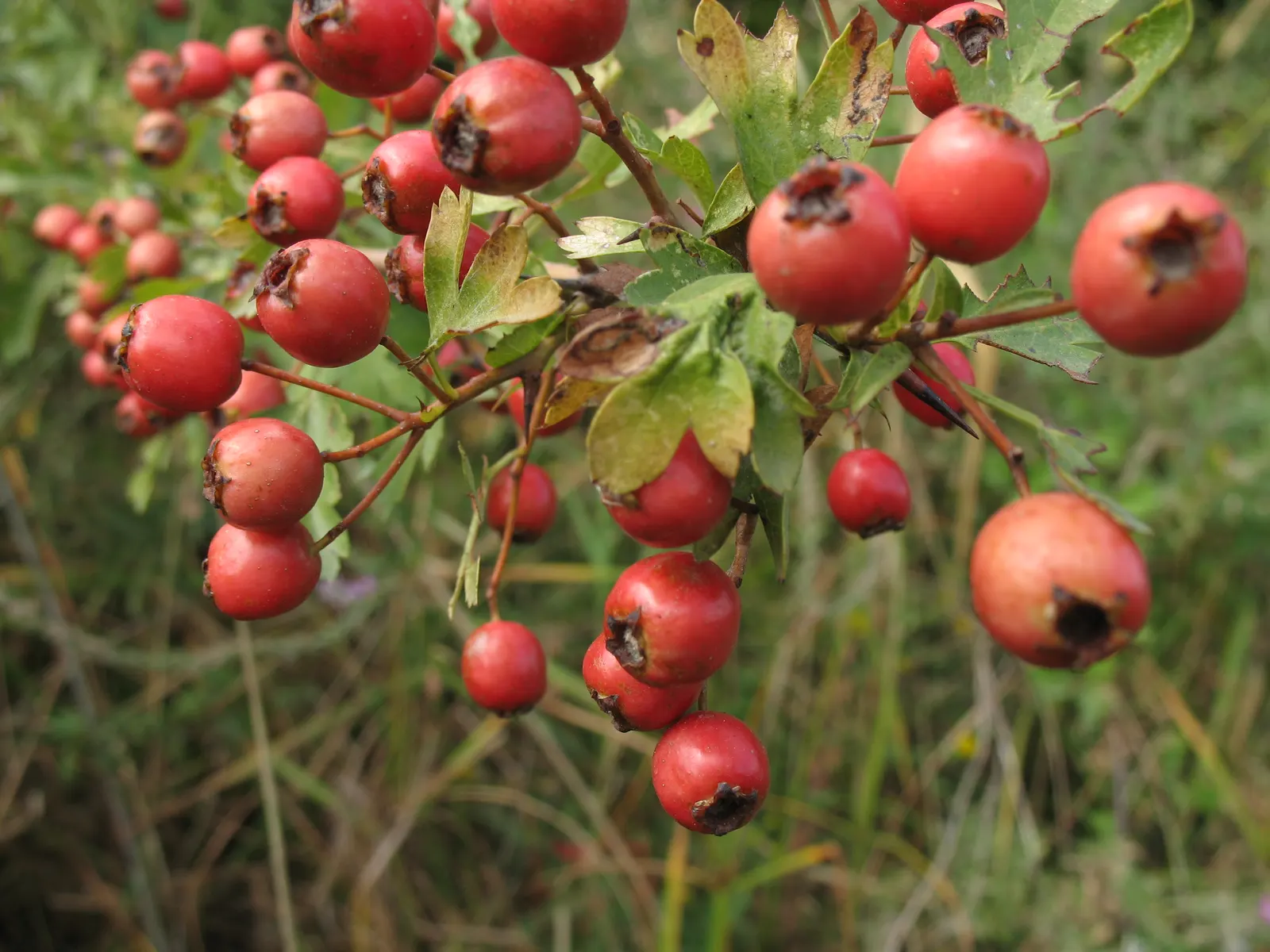 English Or Singleseed Hawthorn (Crataegus Monogyna) — after the leaves have fallen.<br><br>Adaptable to a variety of soil conditions