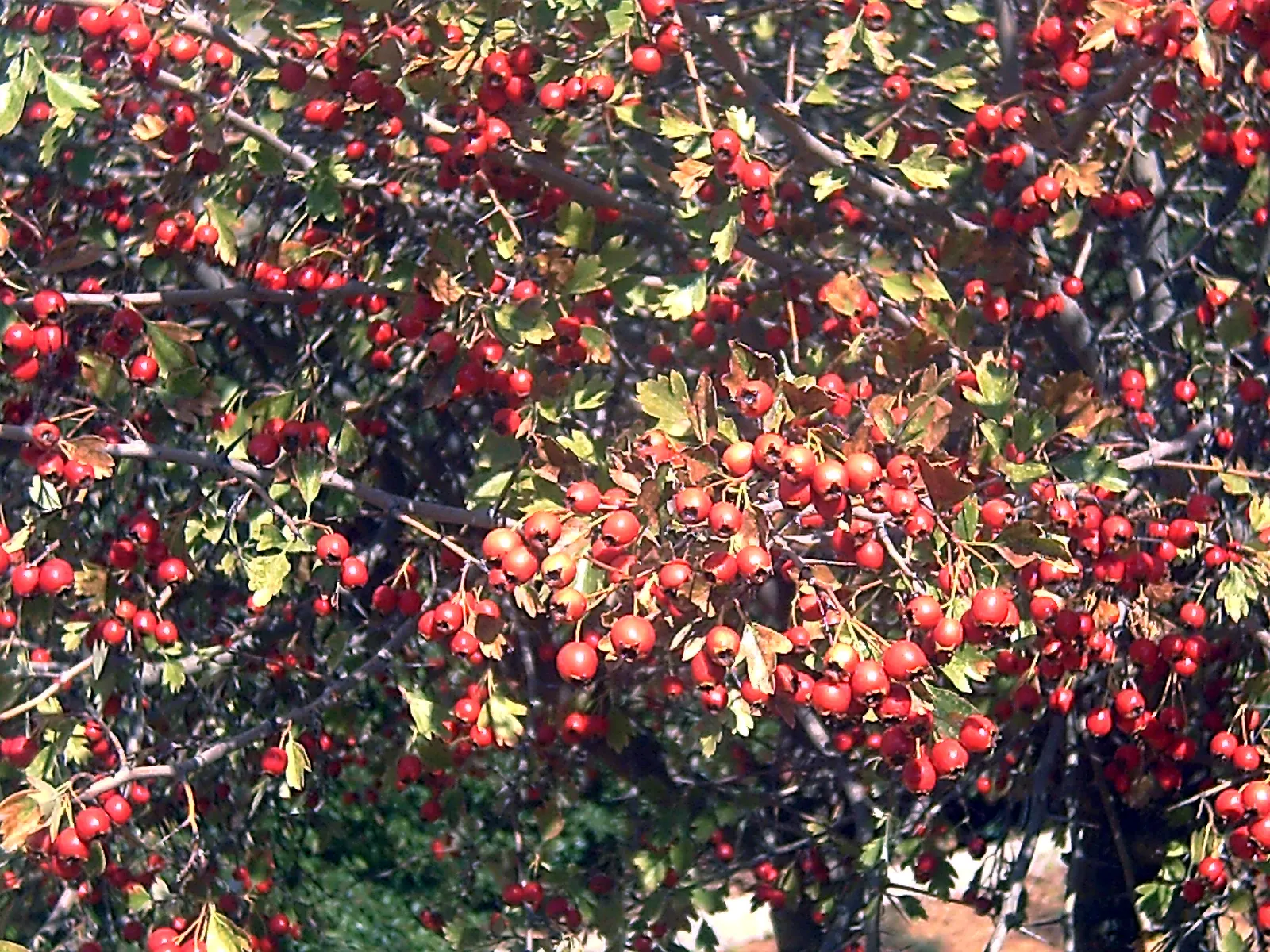 English Or Singleseed Hawthorn (Crataegus Monogyna) — hardwood of the English Hawthorn ensures resilience and longevity, image 77