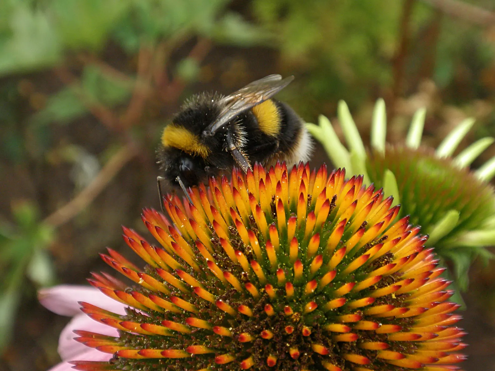 Hope Coneflower (Echinacea 'Hope') — Renowned for its larger-than-life flowers