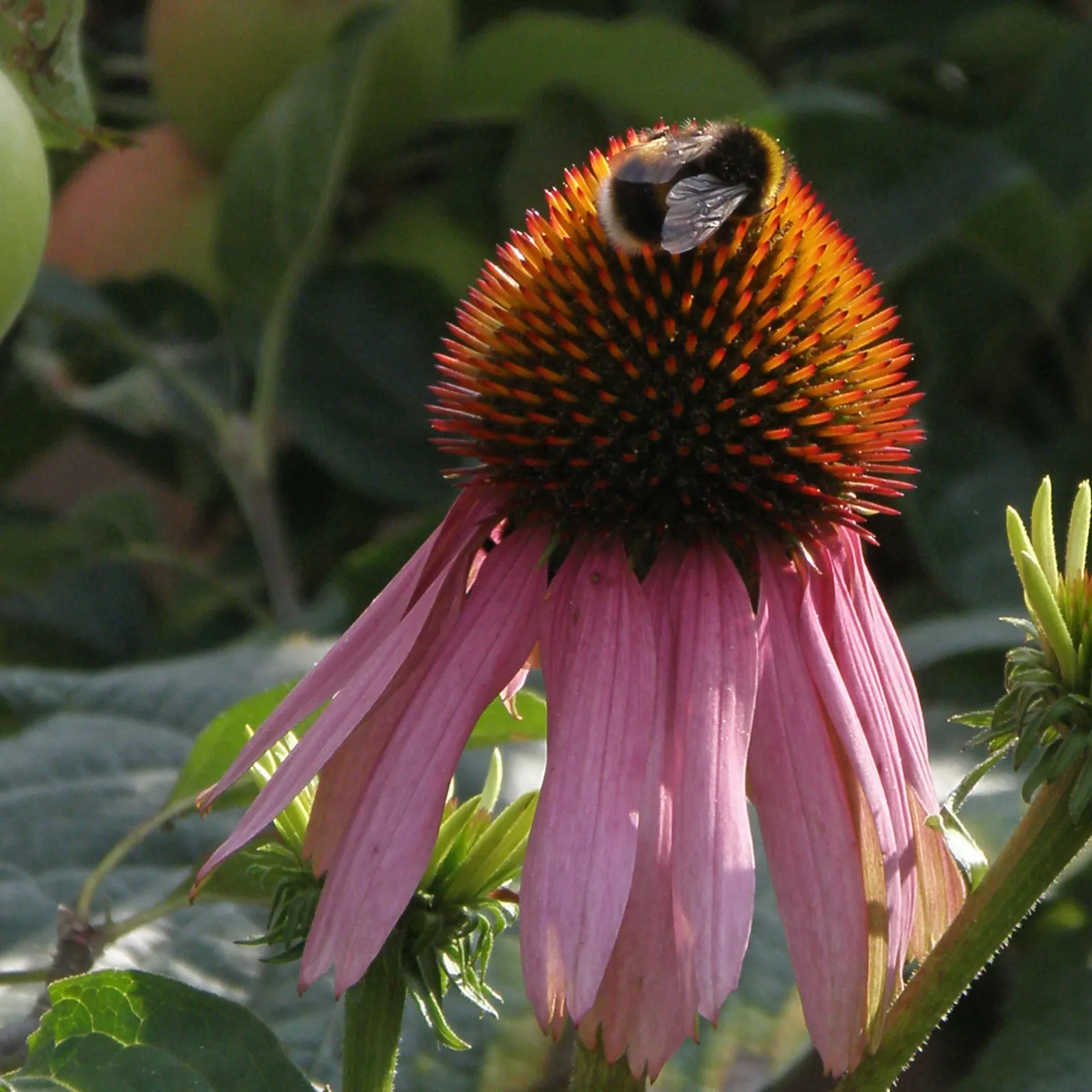 Hope Coneflower (Echinacea 'Hope') — the Hope Coneflower can boast a spread of approximately 1.5 to 2 feet and a height reaching up to 2 to 3 feet