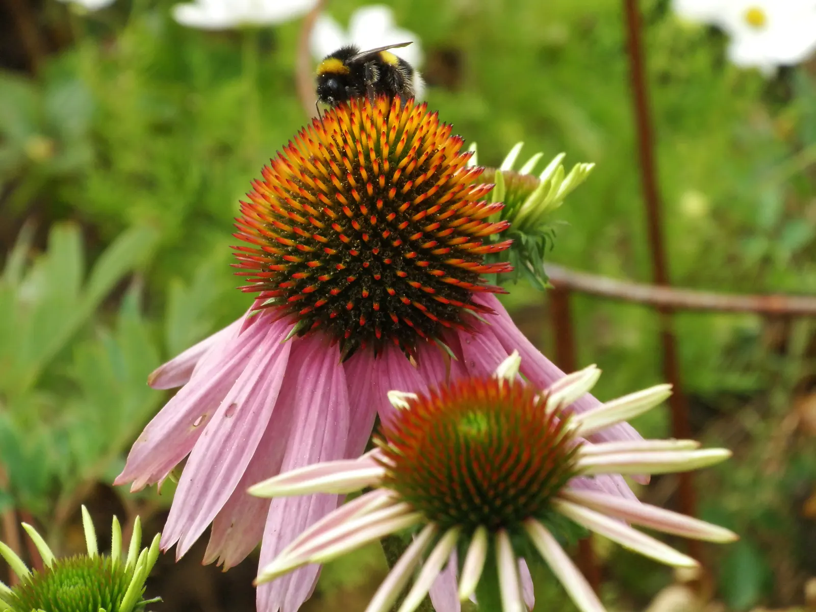 Hope Coneflower (Echinacea 'Hope') — This positions the plant as a mid-border standout