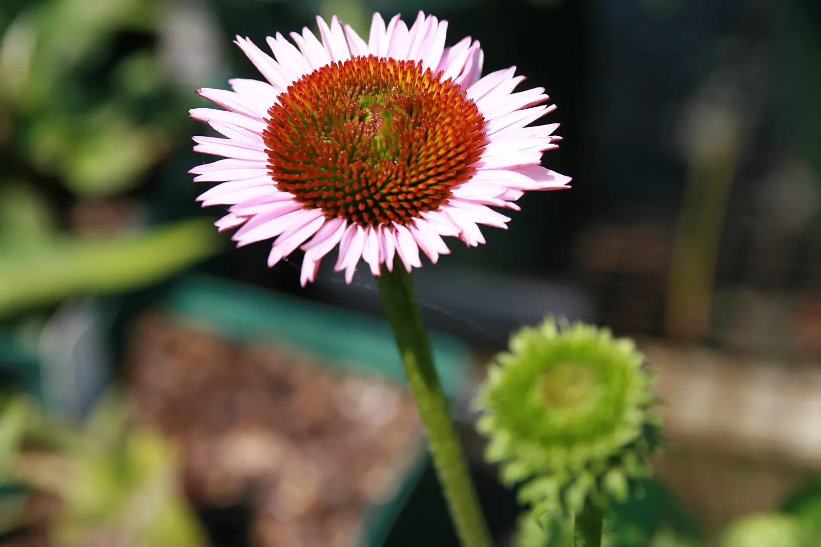 Hope Coneflower (Echinacea 'Hope') — which spans from midsummer through late summer while sometimes extending into the fall