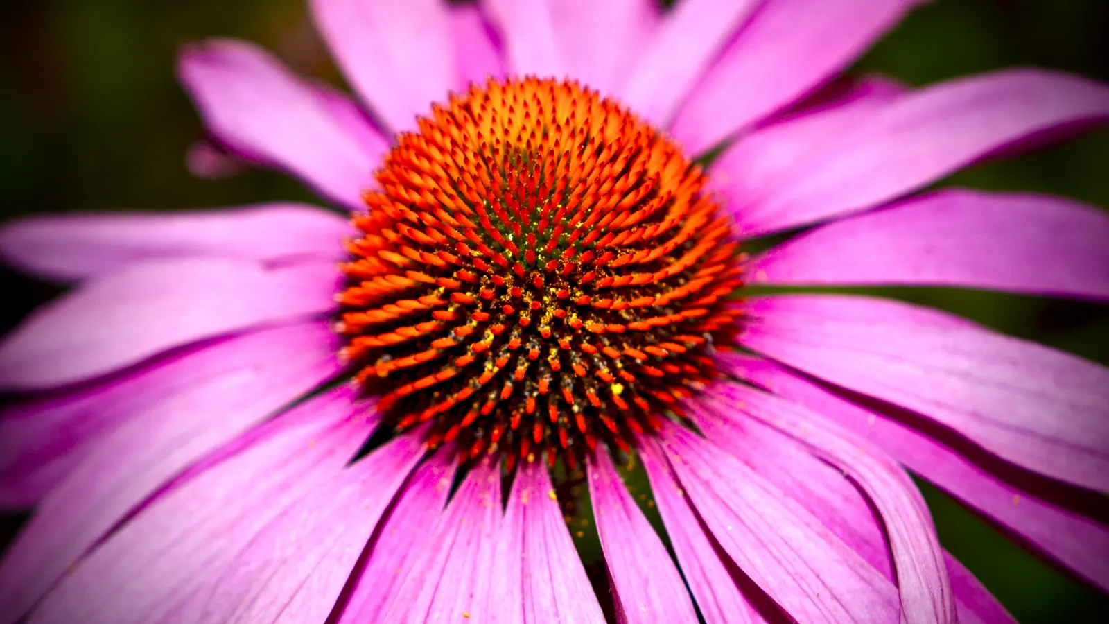 Hope Coneflower (Echinacea 'Hope') — Ideal for borders, the 'Hope' symbolizes strength and resilience in any landscape