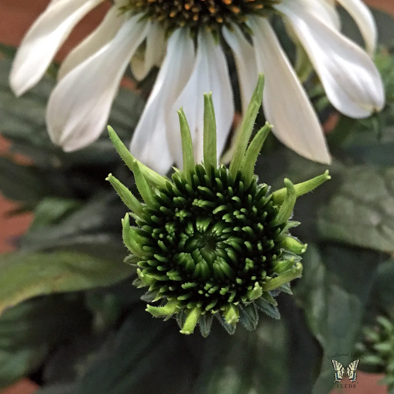 Hope Coneflower (Echinacea 'Hope') — pinkish hue that evolves from a central cone