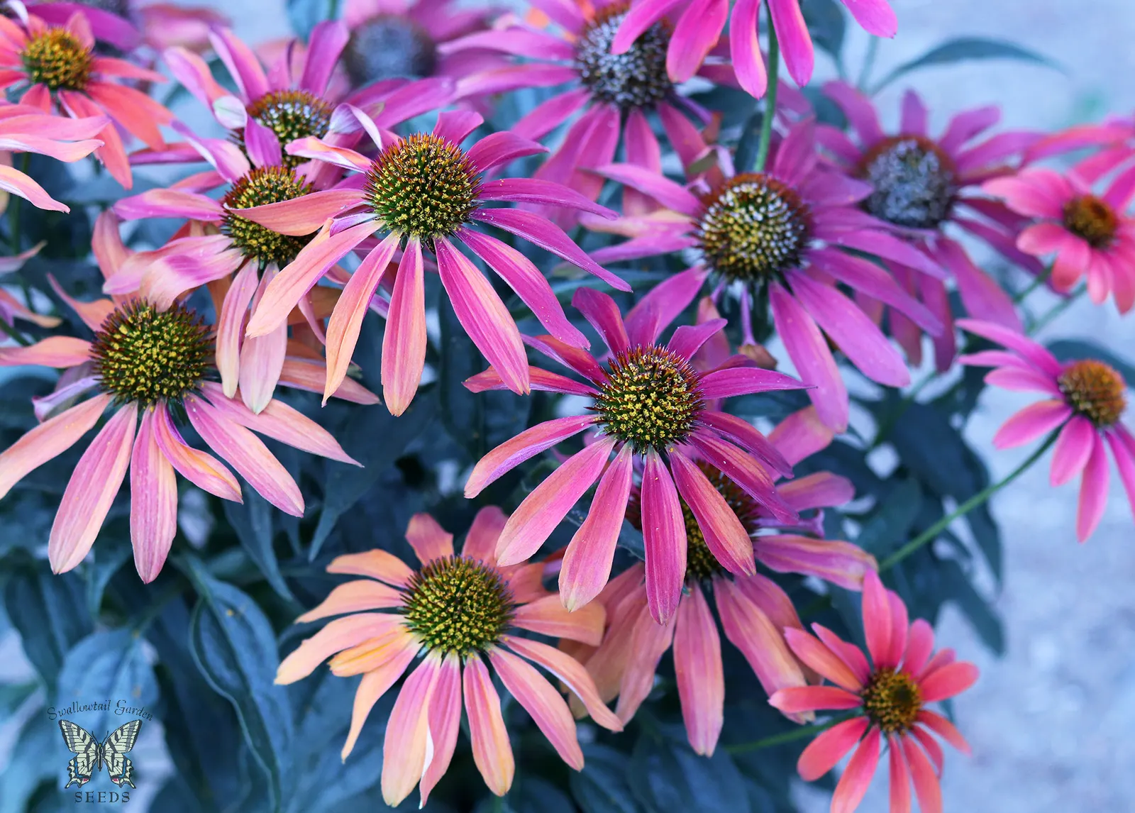 Hope Coneflower (Echinacea 'Hope') — Appreciated for its robust immune-boosting properties