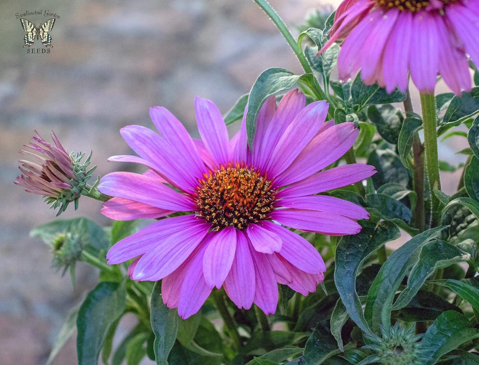 Hope Coneflower (Echinacea 'Hope') — The Echinacea 'Hope' is a perennial bearing soft pink flowers with a fragrance that lures pollinators