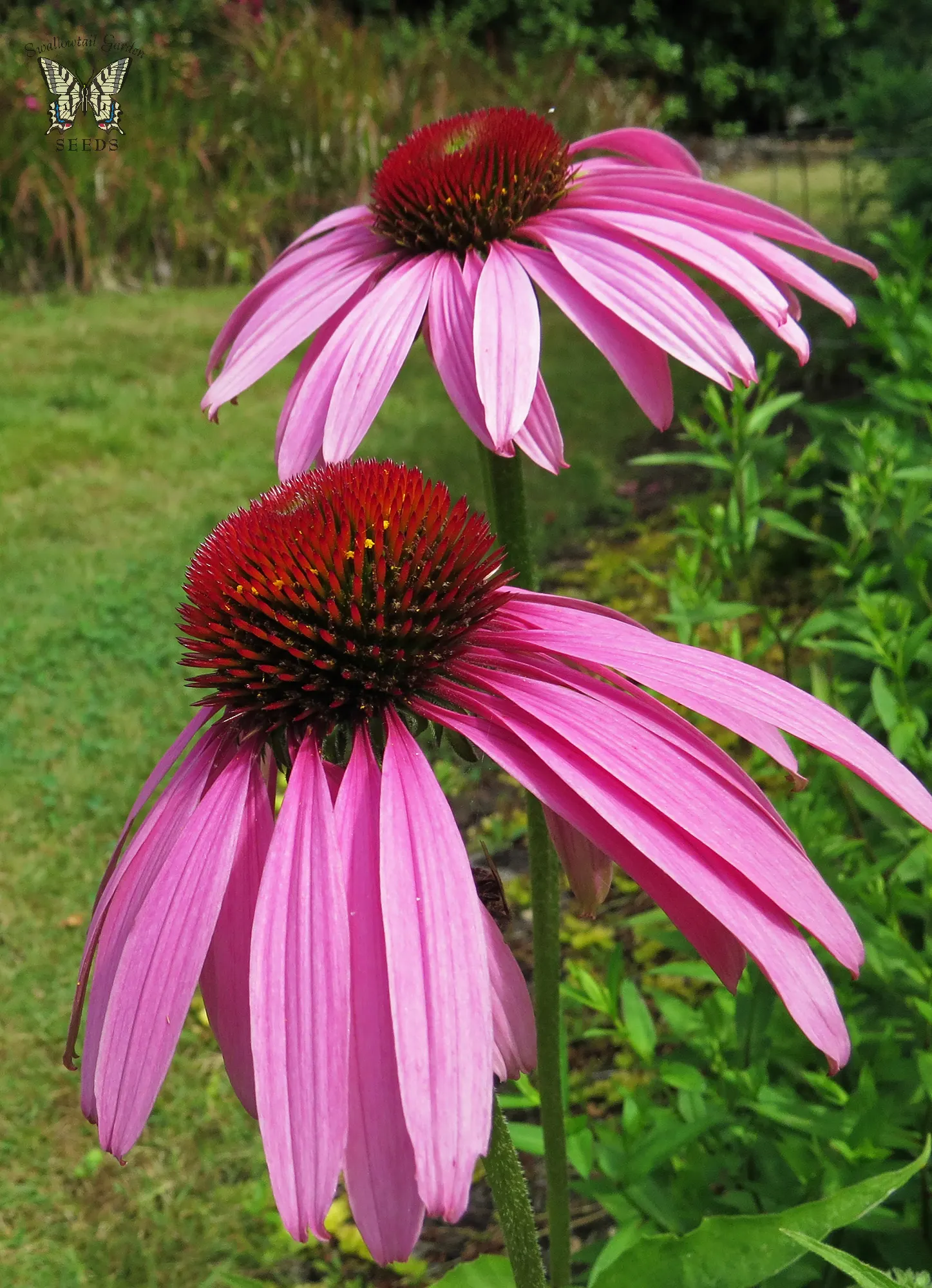 Hope Coneflower (Echinacea 'Hope') — 4-inch blooms from midsummer to fall
