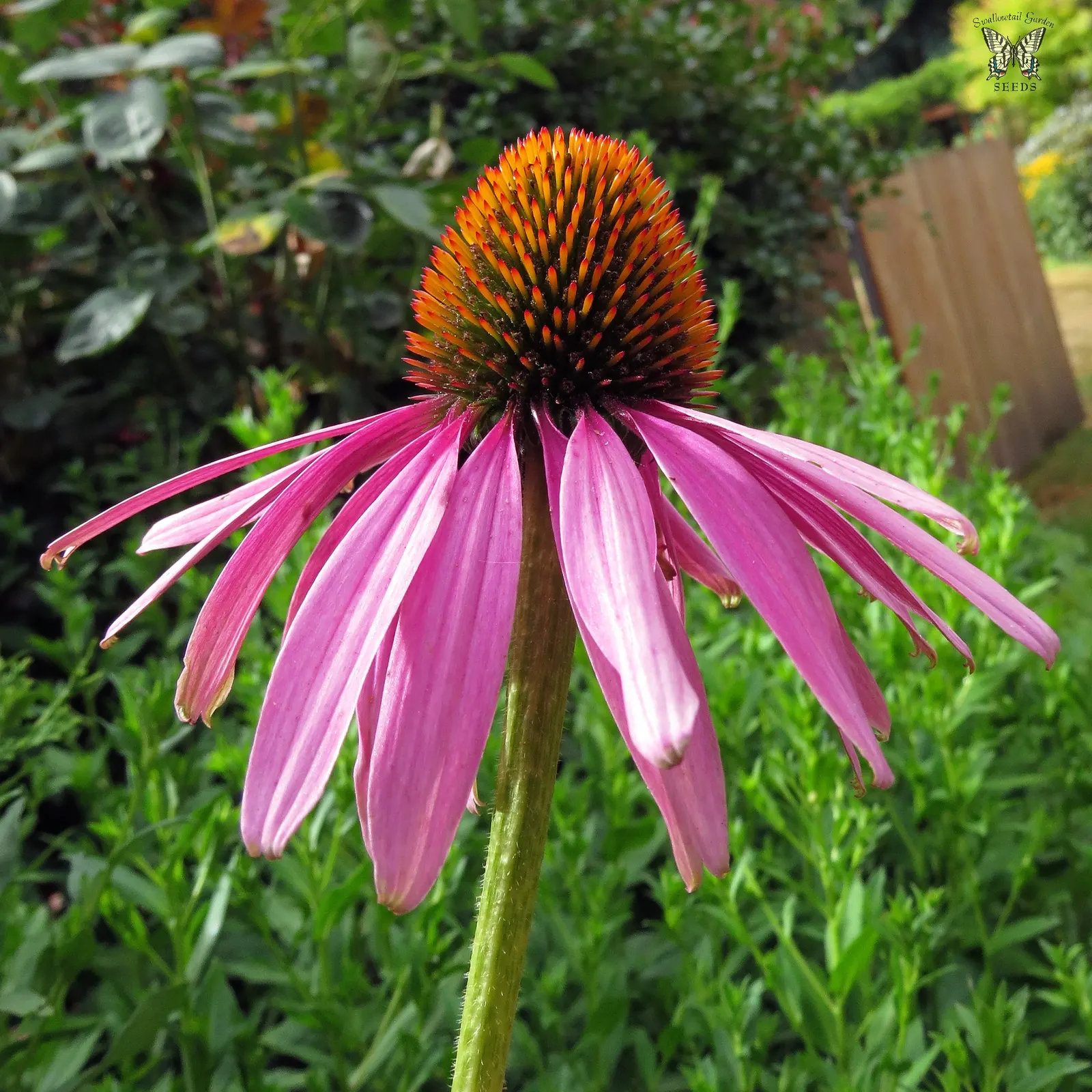 Hope Coneflower (Echinacea 'Hope') — Standing at 24-36 inches tall, with a spread of 18-24 inches, it thrives in full sun to partial shade