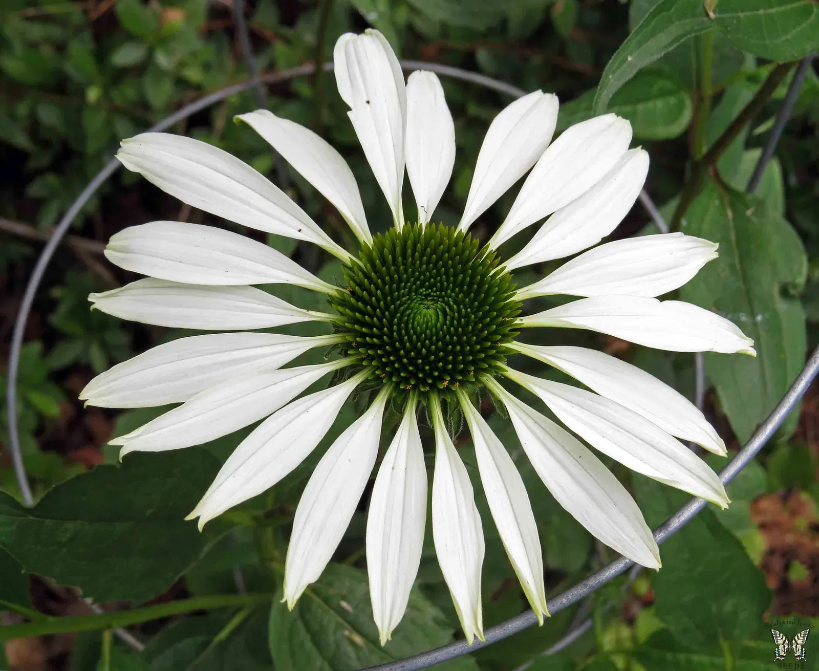 Hope Coneflower (Echinacea 'Hope') — multi-petaled blooms that can span 4 to 5 inches in diameter