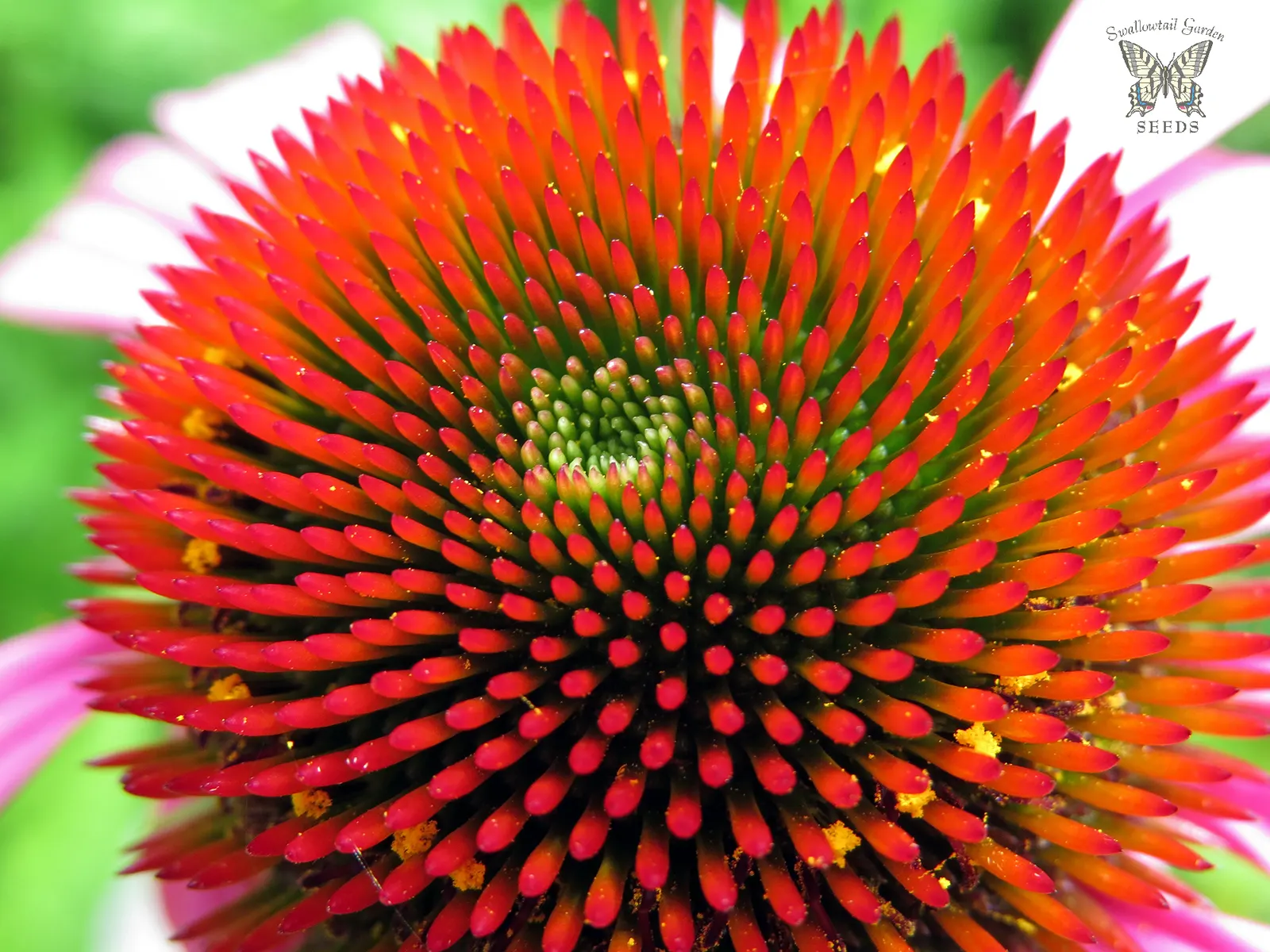 Hope Coneflower (Echinacea 'Hope') — Echinacea 'Hope' is known for its lengthy blooming season
