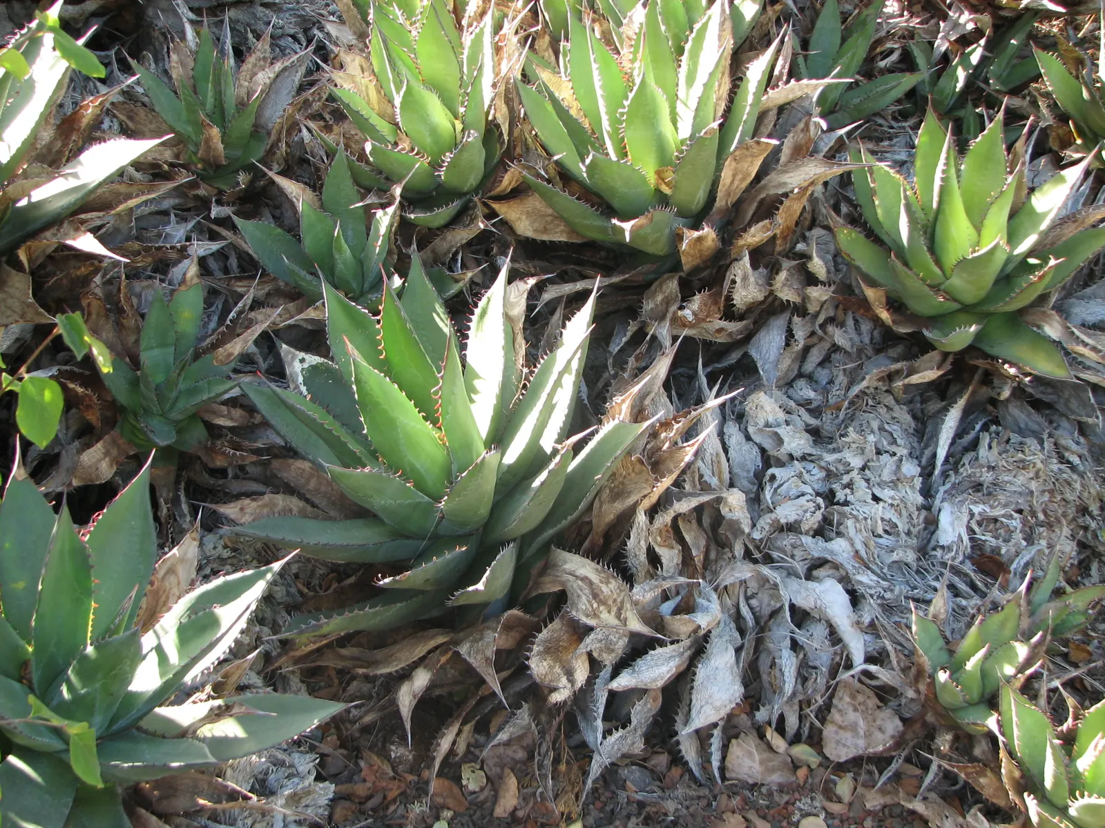 Shaw's Century Plant (Agave Shawii) — Preferring full sun, well-drained soil, and minimal water, it's ideal for xeriscape designs in USDA zones 9-11; adding a
