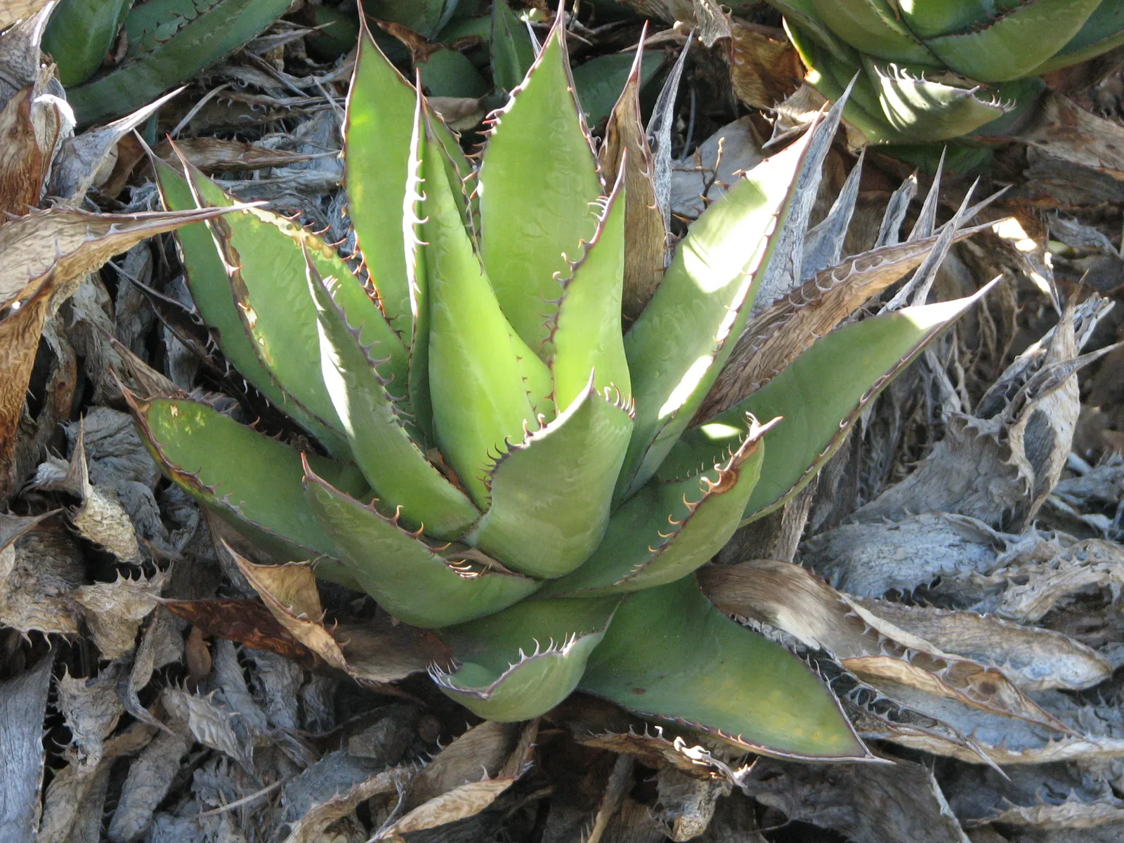 Shaw's Century Plant (Agave Shawii) — consider its mature size and flowering cycle to plan for long-term growth and plant succession