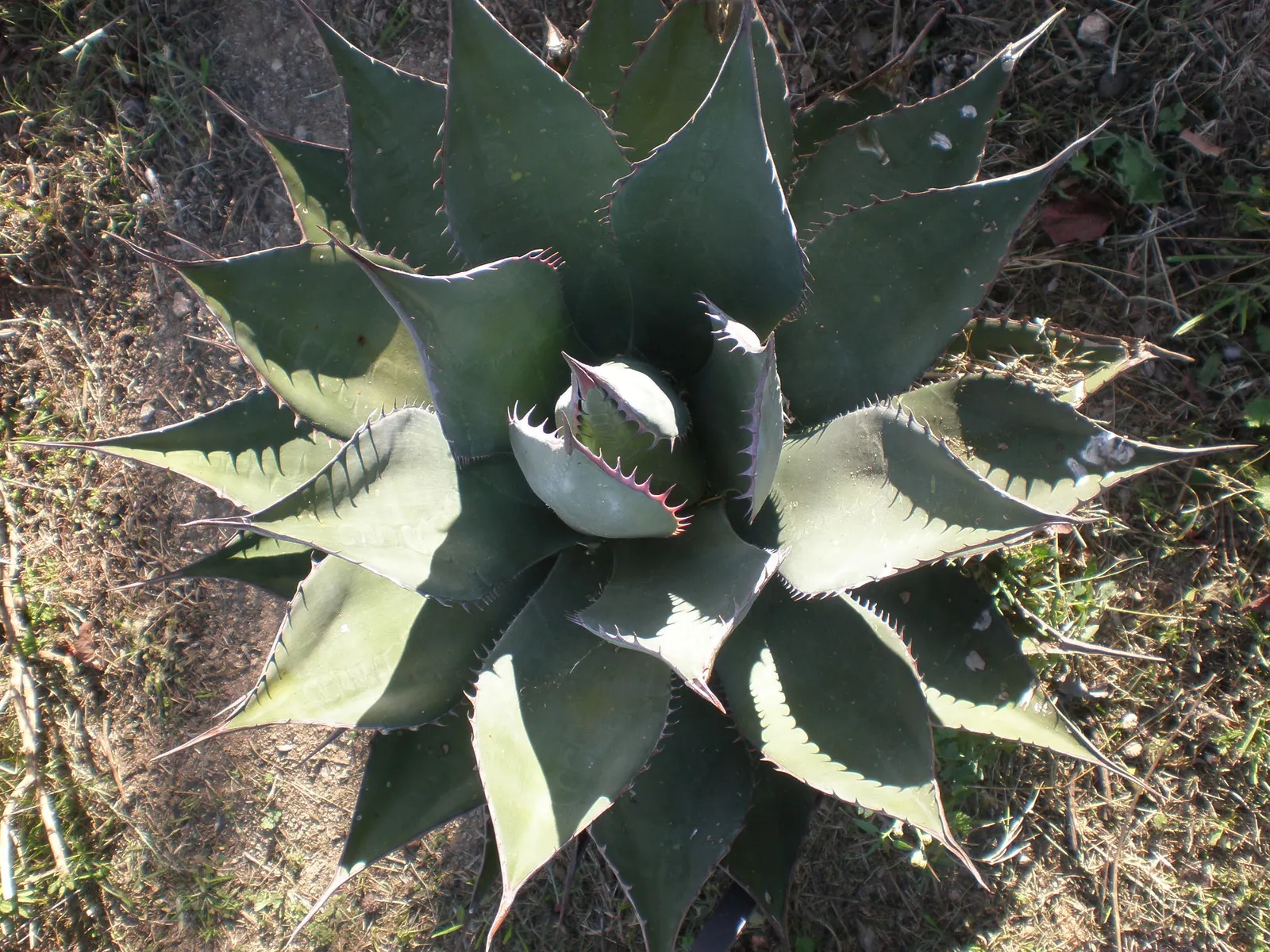 Shaw's Century Plant (Agave Shawii) — It boasts a compact rosette of fleshy, spine-tipped leaves, each measuring about 1.5 to 2 feet in length; presents a