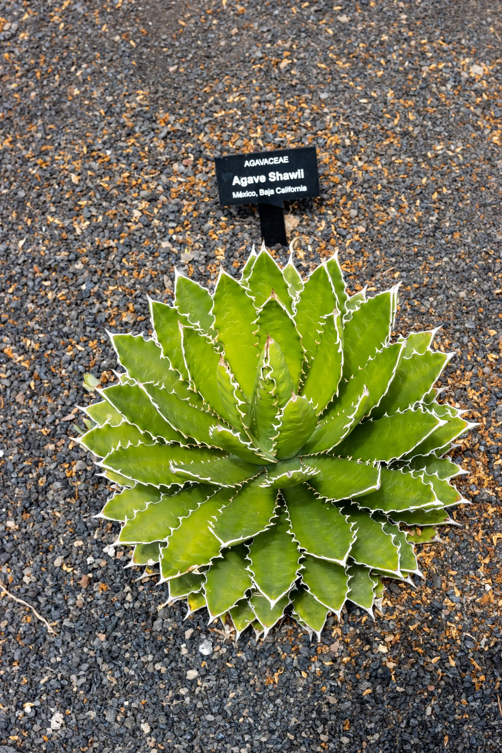 Shaw's Century Plant (Agave Shawii) — It presents with fleshy, spiny-edged leaves forming rosettes up to 3 feet in diameter; the leaves are a deep, image 42