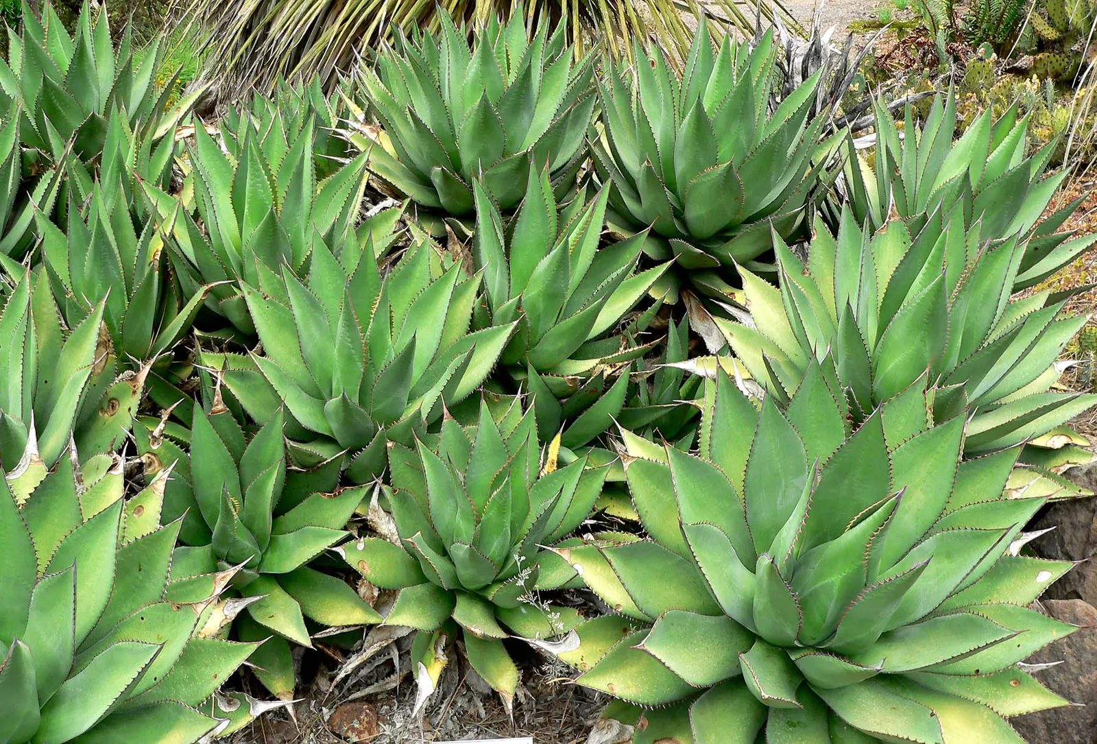 Shaw's Century Plant (Agave Shawii) — adorned with multiple clusters of fiery red or yellow blooms