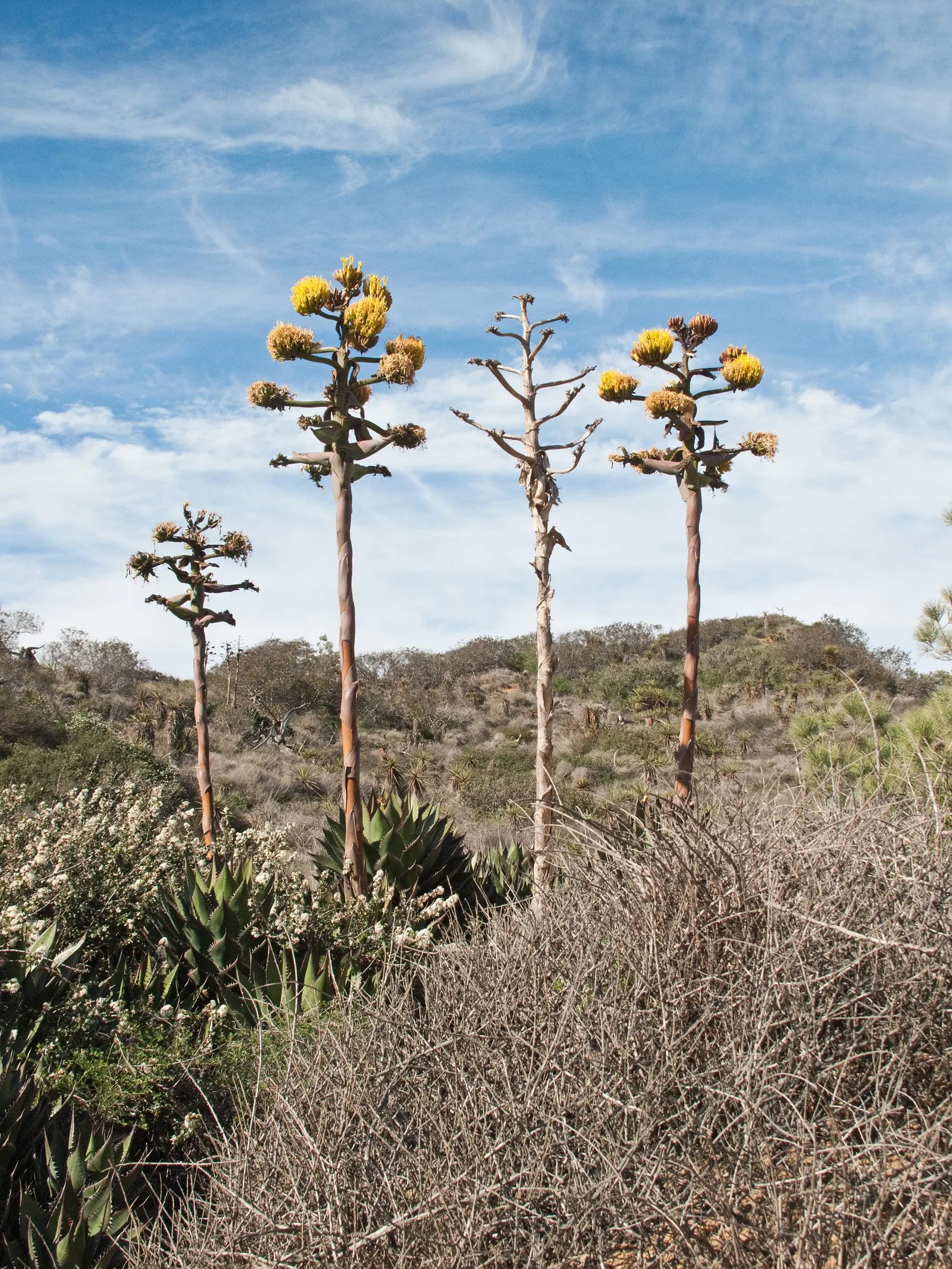 Shaw's Century Plant (Agave Shawii) — Shaw's Century Plant requires sufficient space to accommodate its eventual width; native to the coastal regions of