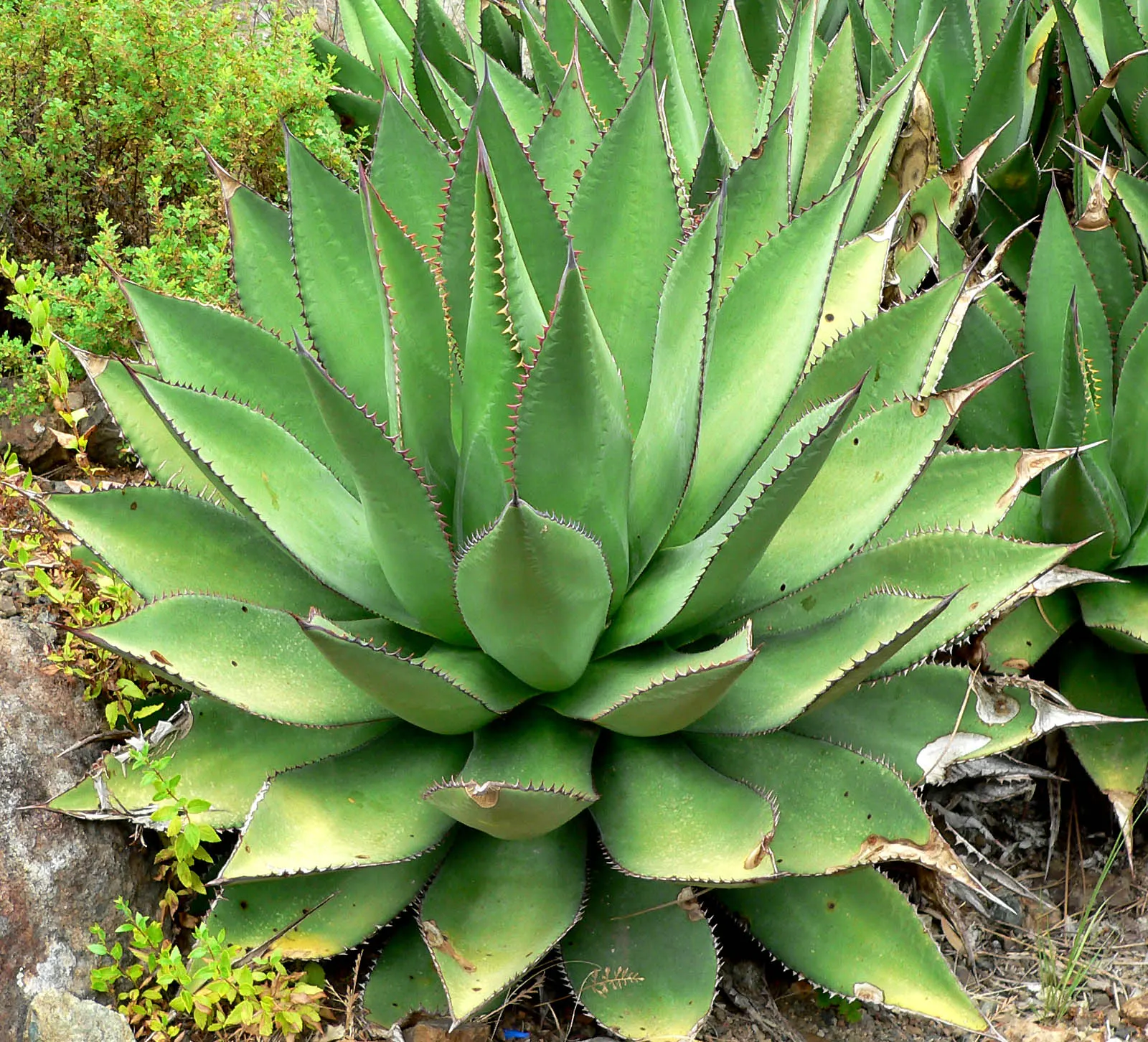 Shaw's Century Plant (Agave Shawii) — It's drought-tolerant once established, only needing occasional deep watering during extended dry periods