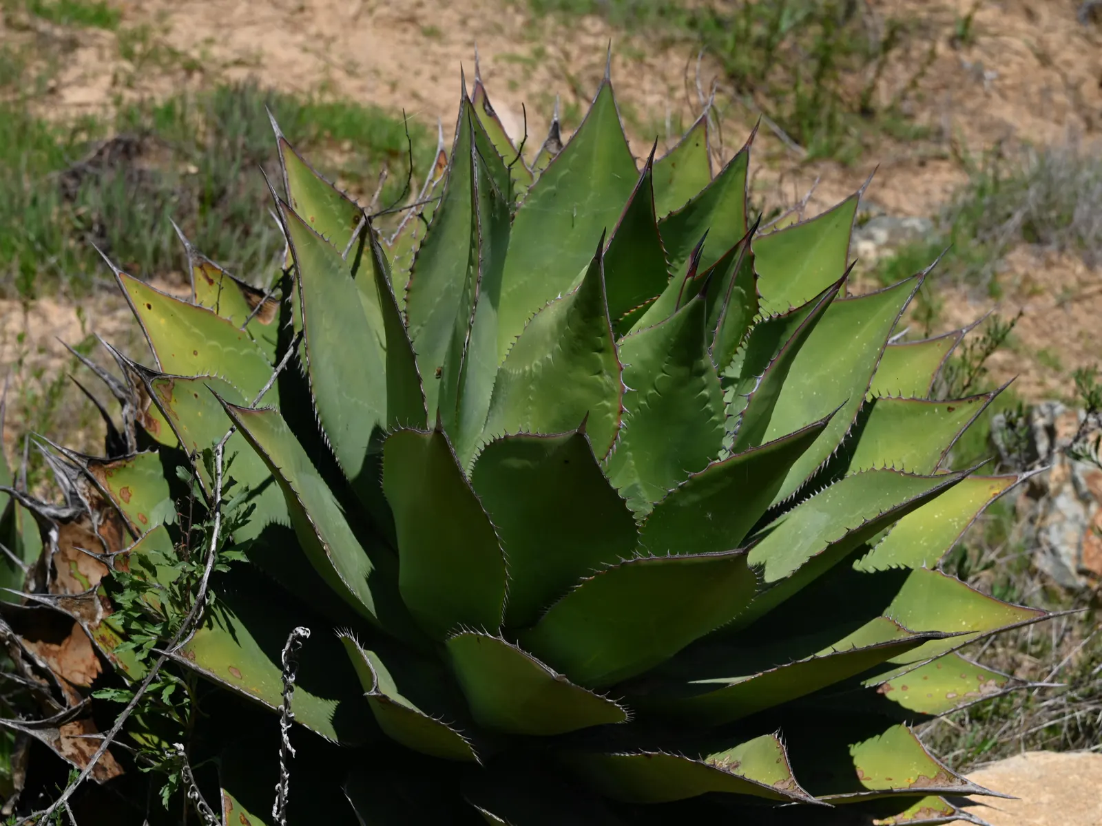 Shaw's Century Plant (Agave Shawii) — it produces a towering flower stalk that can reach up to 15 feet tall