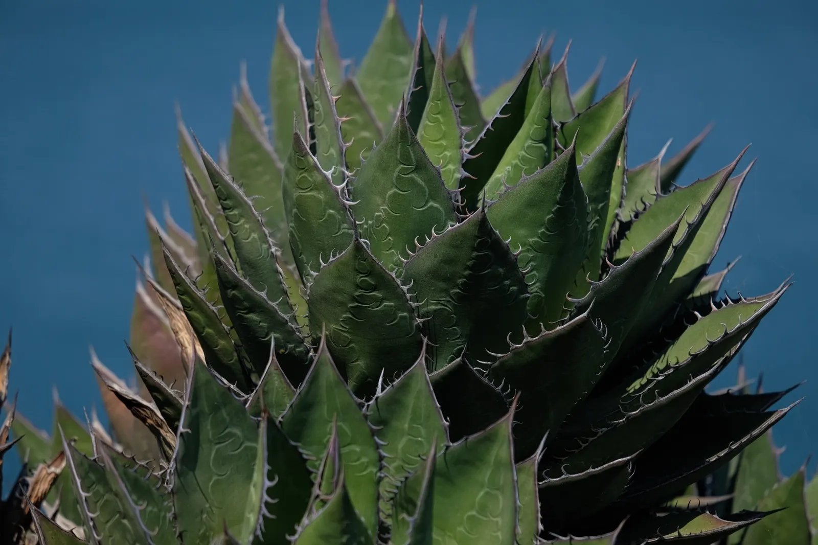 Shaw's Century Plant (Agave Shawii) — Native to the coastal regions of California and Baja California