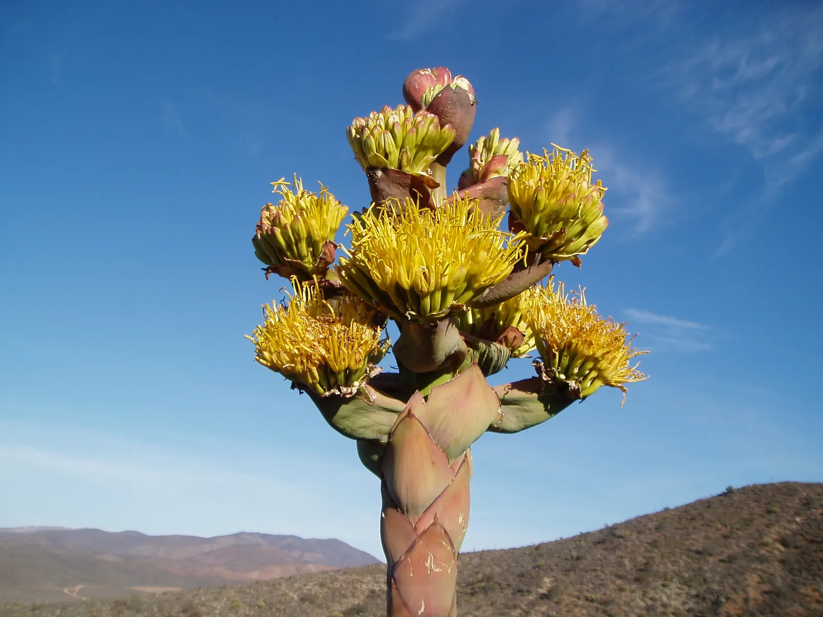 Shaw's Century Plant (Agave Shawii) — This perennial showcases yellow blossoms on 10‚Äì15 feet high stalks late in its life