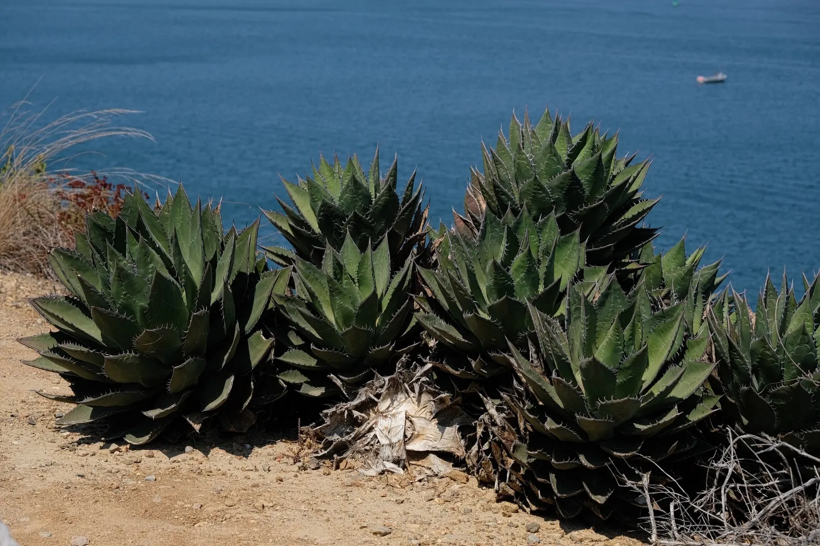 Shaw's Century Plant (Agave Shawii) — commonly known as Shaw's Century Plant; consider its mature size and flowering cycle to plan for long-term growth and