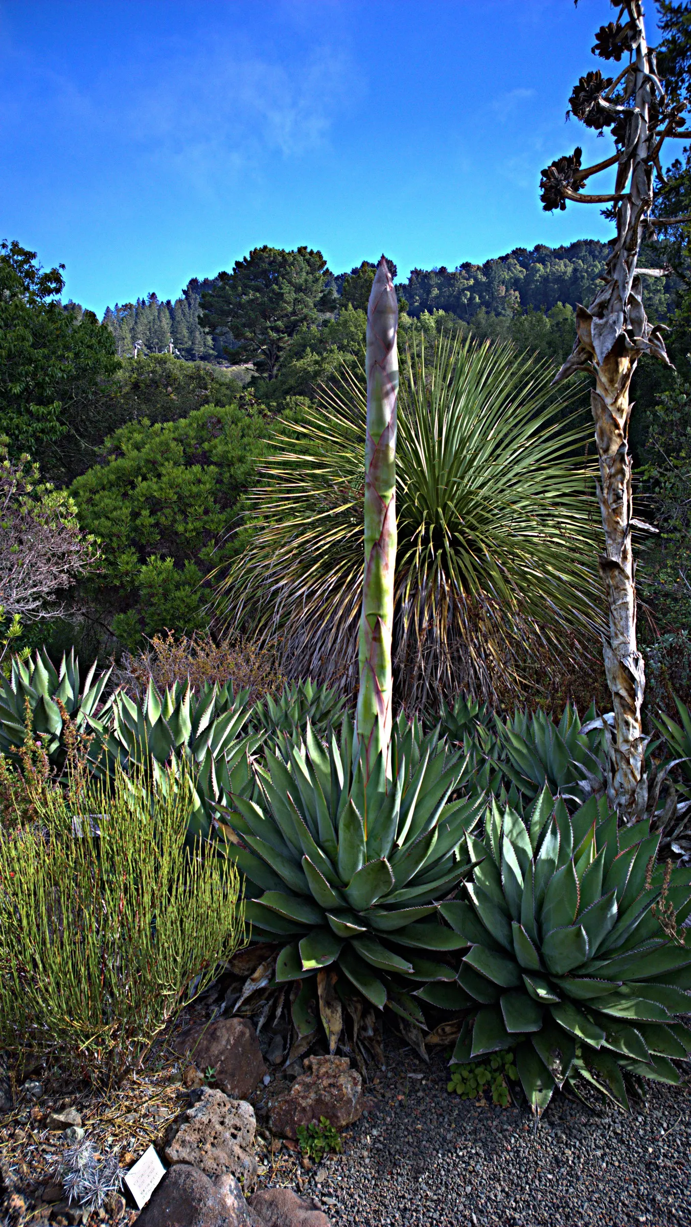 Shaw's Century Plant (Agave Shawii) — It boasts a compact rosette of fleshy, spine-tipped leaves, each measuring about 1.5 to 2 feet in length