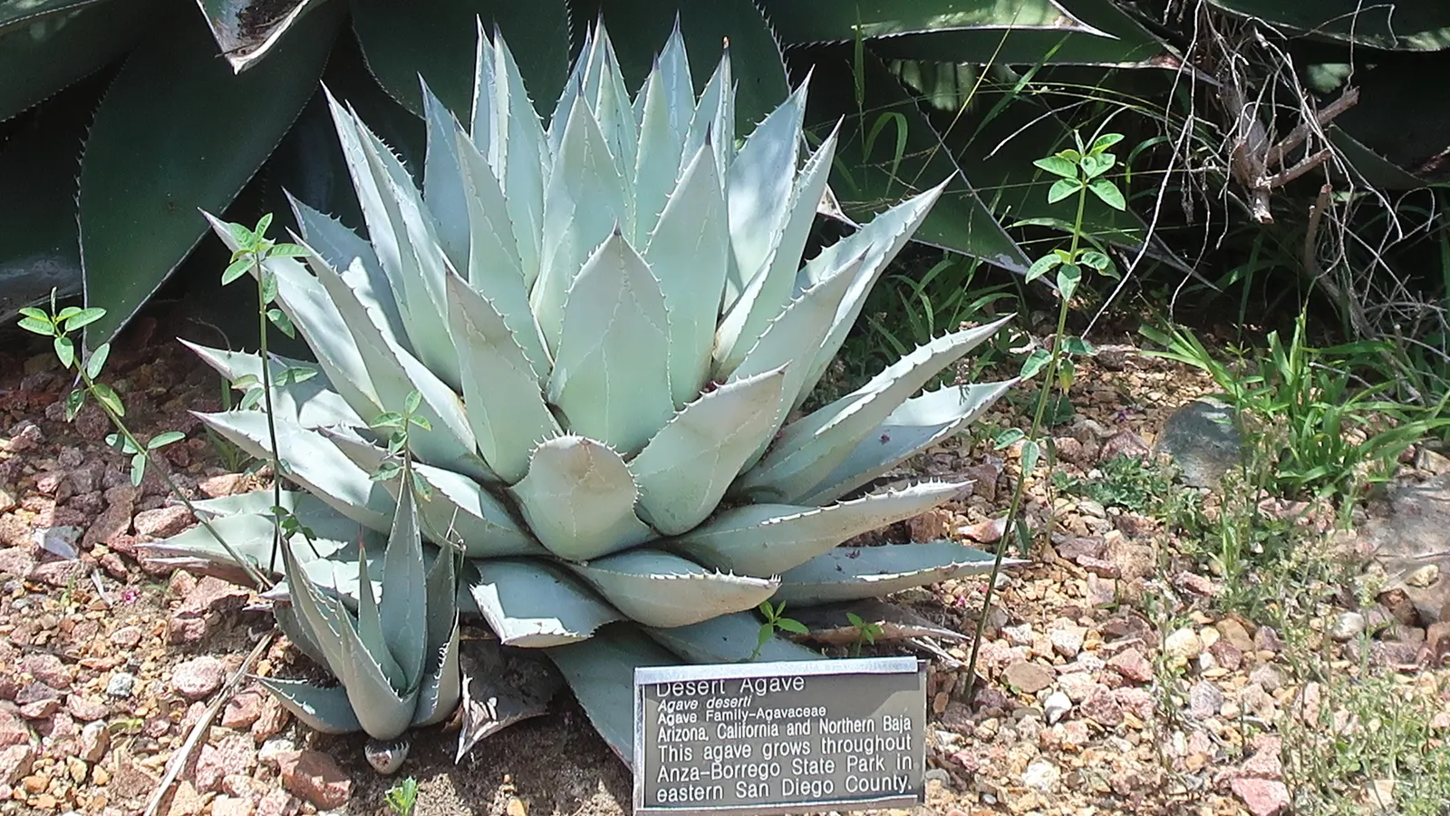 Shaw's Century Plant (Agave Shawii) — This slow-growing succulent prefers full sun; making it an excellent choice for sun-drenched areas in the garden