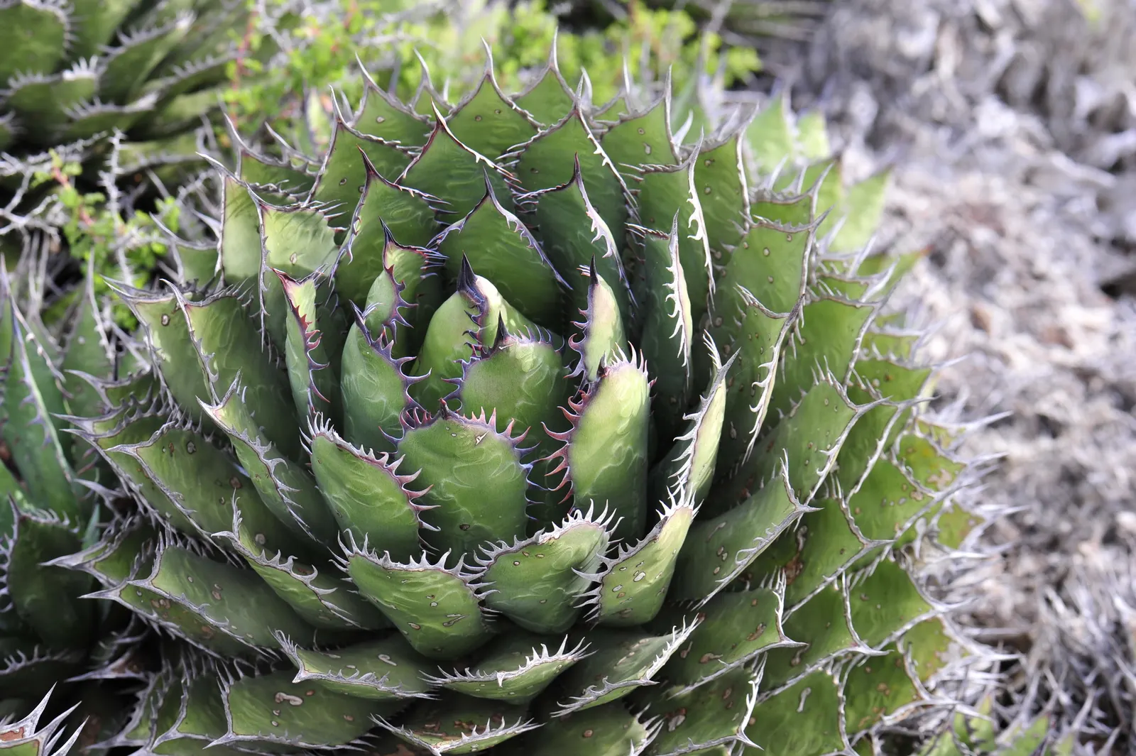 Shaw's Century Plant (Agave Shawii) — commonly known as Shaw's Century Plant