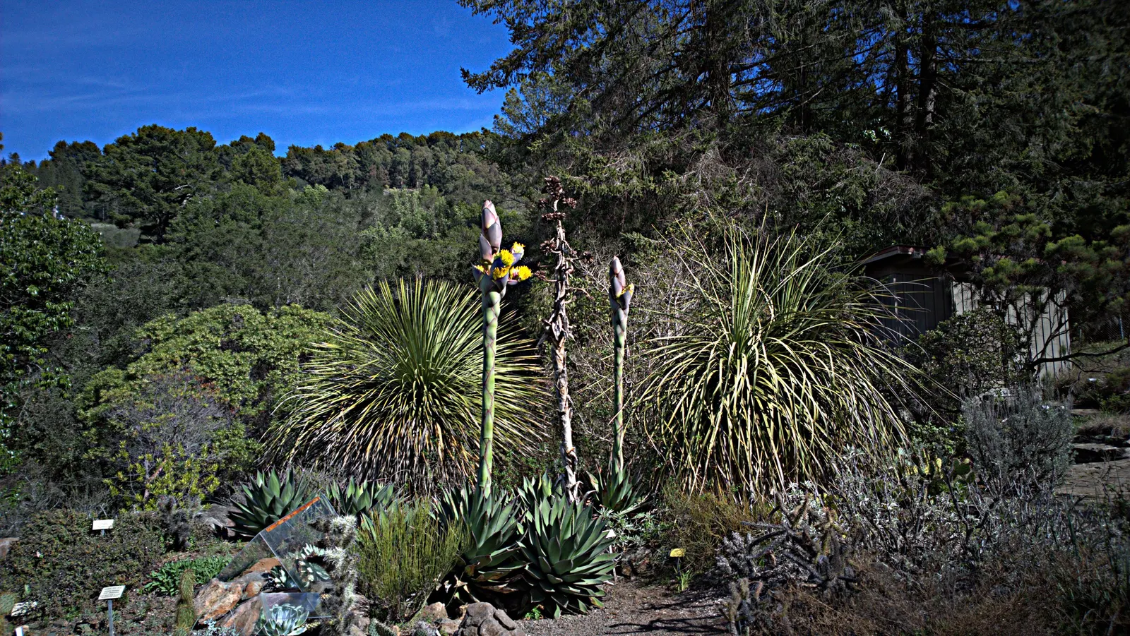 Shaw's Century Plant (Agave Shawii) — consider its mature size and flowering cycle to plan for long-term growth and plant succession; it boasts a compact