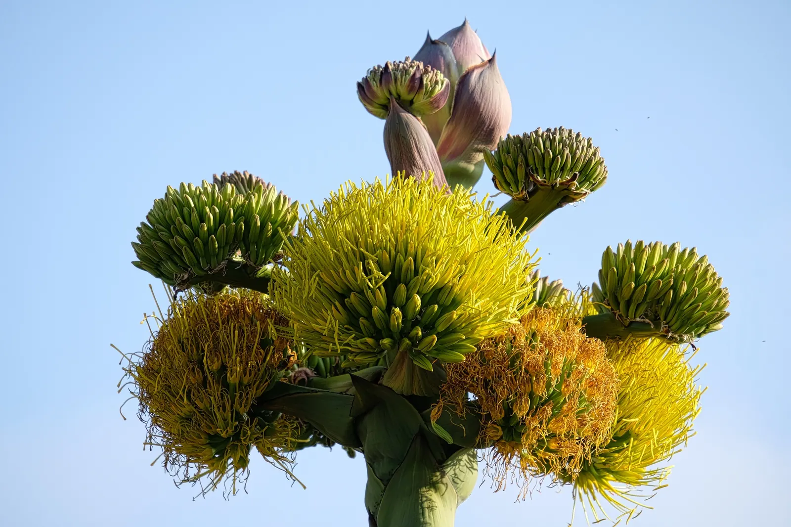 Shaw's Century Plant (Agave Shawii) — It presents with fleshy, spiny-edged leaves forming rosettes up to 3 feet in diameter