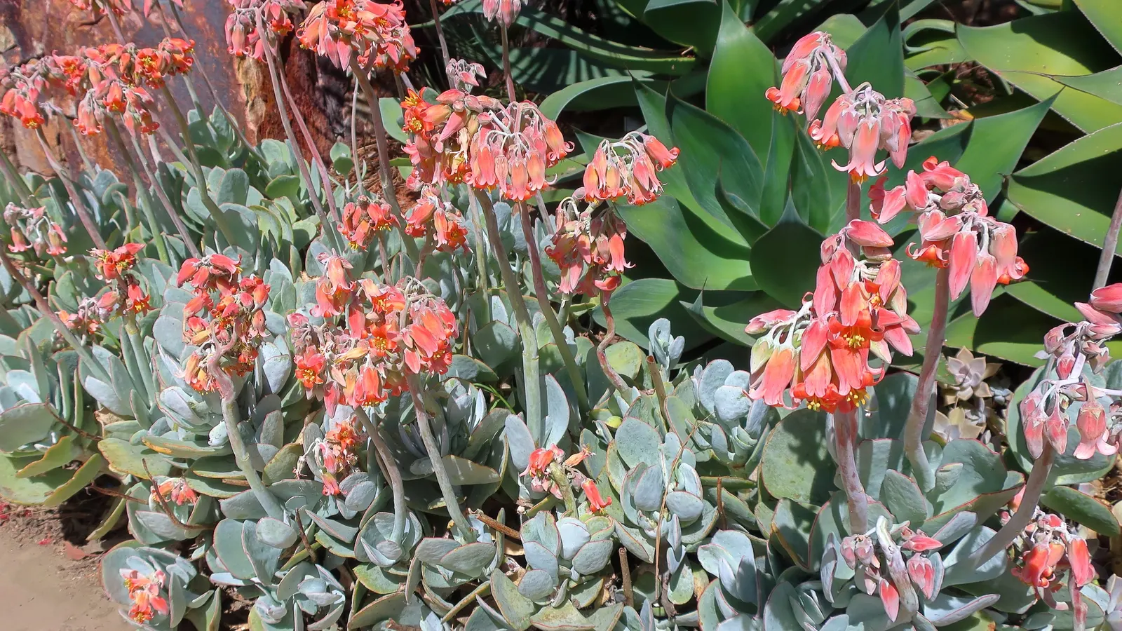 Shaw's Century Plant (Agave Shawii) — Agave shawii, or Shaw's Century Plant, is a robust succulent native to the Baja California region; which is, image 41
