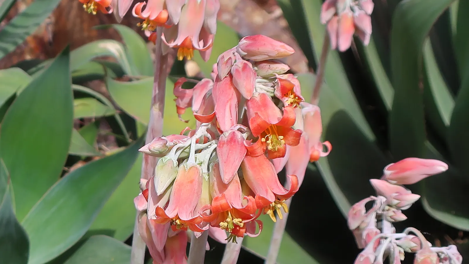 Shaw's Century Plant (Agave Shawii) — it produces a towering flower stalk that can reach up to 15 feet tall; it's drought-tolerant once established, only