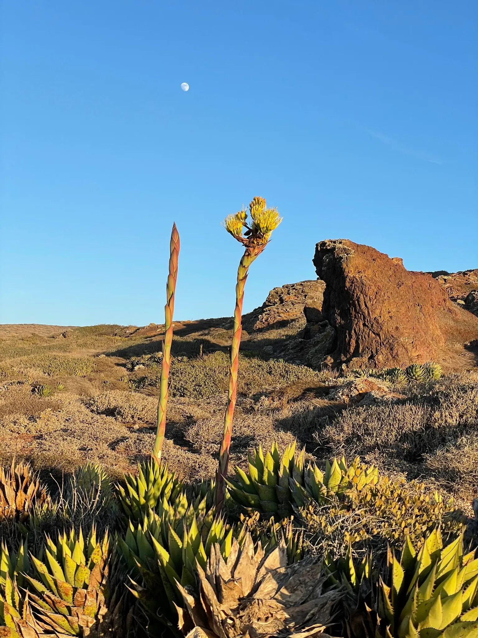 Shaw's Century Plant (Agave Shawii) — presents a vibrant and bold choice for your landscape design