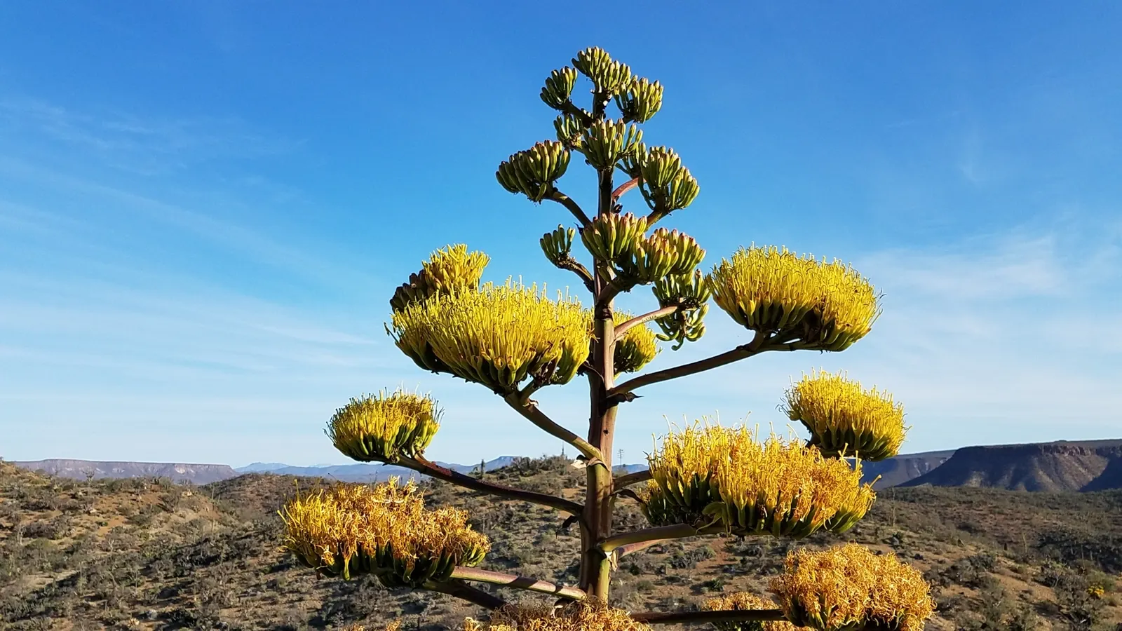 Shaw's Century Plant (Agave Shawii) — succulent for full or half