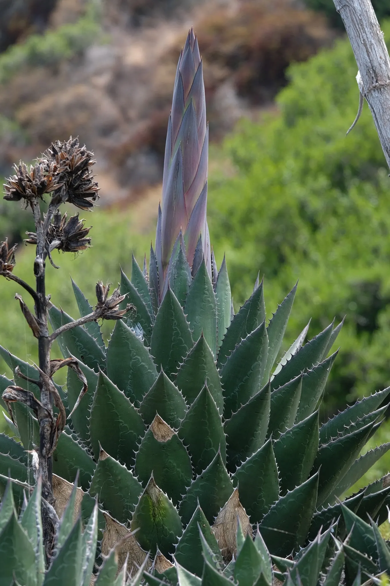 Shaw's Century Plant (Agave Shawii) — Agave shawii, or Shaw's Century Plant, is a robust succulent native to the Baja California region; which is typically